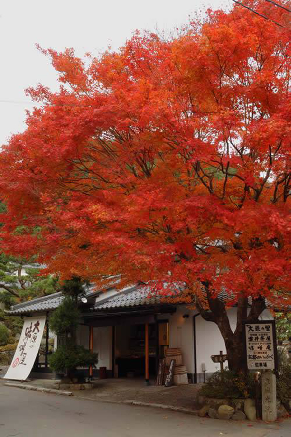 京都近效溫泉 大原溫泉旅館 大原一泊二食 大原一日遊 大原之里旅館（Ohara no Sato）