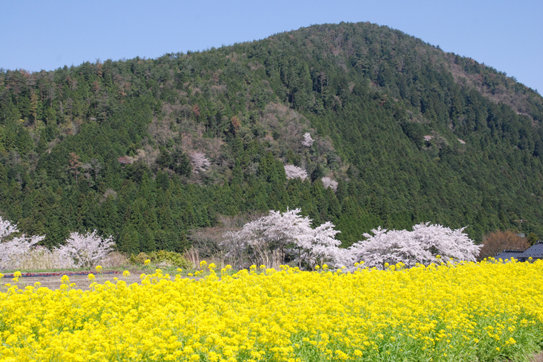 京都近郊溫泉大原溫泉 京都大原櫻花 京都大原油菜花 京都溫泉 京都一泊二食 大原一泊二食