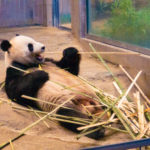 上野動物園 上野景點 上野站 東京動物園 東京 Tokyo 東京必食 東京必吃 東京必到 東京必去 東京必買 東京必掃 東京自由行 東京行程 東京行程包 東京懶人包 東京好去處 東京景點 東京必到景點 東京必去景點 東京美食 東京交通 東京攻略 東京自由行行程 東京自由行行程推薦 東京必食2019 東京必吃2019 東京必到2019 東京必去2019 東京必買2019 東京必掃2019 東京自由行2019 東京行程2019 東京行程包2019 東京懶人包2019 東京好去處2019 東京景點2019 東京必到景點2019 東京必去景點2019 東京美食2019 東京交通2019 東京攻略2019 東京自由行行程2019 東京自由行行程推薦2019 日本 Japan 日本必食 日本必吃 日本必到 日本必去 日本必買 日本必掃 日本自由行 日本行程 日本行程包 日本懶人包 日本好去處 日本景點 日本必到景點 日本必去景點 日本美食 日本交通 日本攻略 日本自由行行程 日本自由行行程推薦 日本必食2019 日本必吃2019 日本必到2019 日本必去2019 日本必買2019 日本必掃2019 日本自由行2019 日本行程2019 日本行程包2019 日本懶人包2019 日本好去處2019 日本景點2019 日本必到景點2019 日本必去景點2019 日本美食2019 日本交通2019 日本攻略2019 日本自由行行程2019 日本自由行行程推薦2019