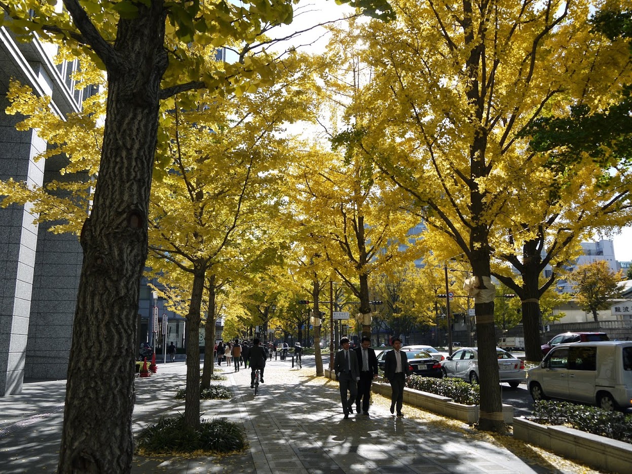 御堂筋銀杏道（御堂筋通りのイチョウ並木）｜大阪景點 大阪秋天 大阪秋季 大阪11月 大阪12月 大阪銀杏 難波景點