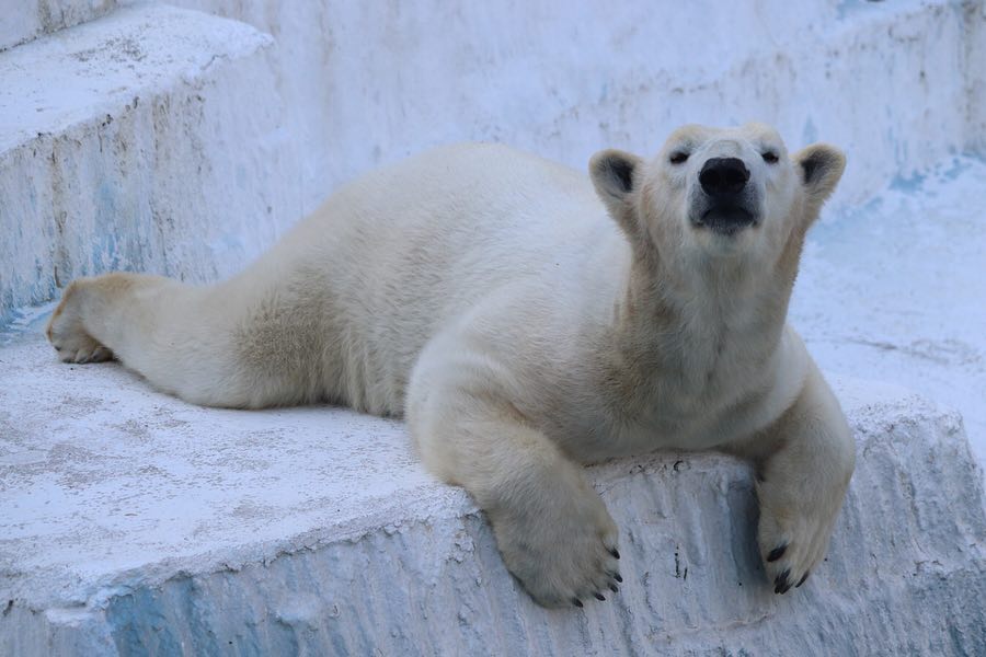 大阪親子景點 大阪親子 大阪親子遊 豚鼠 天王寺動物園 觸摸豚鼠體驗 天王寺動物園 鹬鸵 天王寺動物園 樹熊 天王寺動物園 北極熊 天王寺公園 大阪免稅店 阿倍野美食 阿倍野必食 阿倍野必吃 大阪 天王寺 天王寺站 大阪一天遊 日本天王寺 大阪天王寺 日本 天王寺 天王寺車站 jr 天王寺 jr 天王寺站 jr天王寺 大阪阿倍野 天王寺美食 天王寺 阿倍野 天王寺阿倍野 阿倍野區 阿倍野 天王寺景點 天王寺 景點 天王寺 天王寺購物 天王寺 購物 天王寺 shopping 大阪 Osaka 大阪必食 大阪必食 大阪必吃 大阪必到 大阪必去 大阪必買 大阪必掃 大阪自由行 大阪行程 大阪行程包 大阪懶人包 大阪好去處 大阪景點 大阪必到景點 大阪必去景點 大阪美食 大阪交通 大阪攻略 大阪自由行行程 大阪自由行行程推薦 大阪必食2019 大阪必吃2019 大阪必到2019 大阪必去2019 大阪必買2019 大阪必掃2019 大阪自由行2019 大阪行程2019 大阪行程包2019 大阪懶人包2019 大阪好去處2019 大阪景點2019 大阪必到景點2019 大阪必去景點2019 大阪美食2019 大阪交通2019 大阪攻略2019 大阪自由行行程2019 大阪自由行行程推薦2019