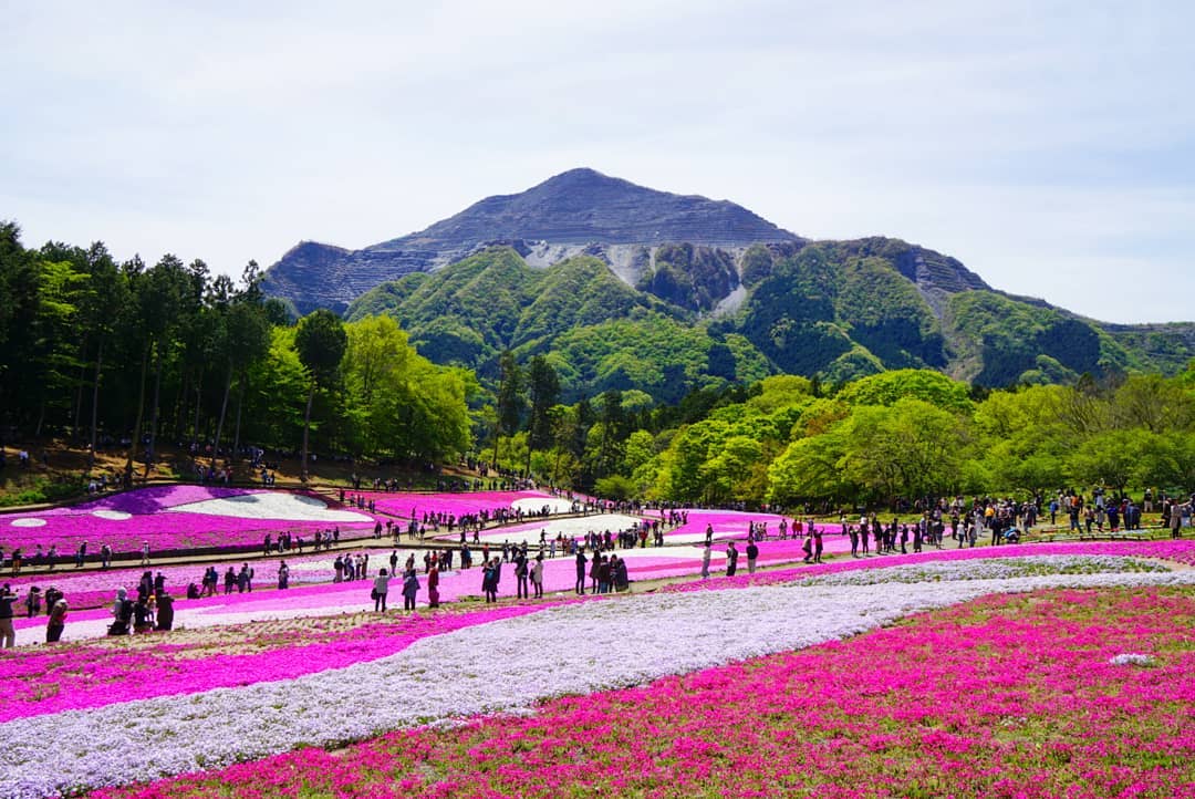 西武鐵道 橫瀨站 西武秩父站 羊山公園 芝櫻之丘 芝櫻の丘 秩父路特產市集 秩父路の特産市 長瀞 長瀞景點 秩父 威士忌 秩父交通 秩父景點 秩父必去景點 秩父美食 秩父必食 秩父必吃 秩父酒店 秩父飯店 秩父住宿 秩父溫泉 秩父旅館 秩父溫泉旅館 秩父溫泉酒店 秩父必去 秩父 景點 秩父好去處 秩父櫻花 秩父芝櫻 秩父紅葉 秩父冰柱 秩父威士忌 秩父 東京近郊 秩父 東京近郊一日遊 東京近郊景點 東京近郊 景點 東京近郊 行程 東京近郊行程 東京近郊 2日1夜 東京 Tokyo 東京必食 東京必吃 東京必到 東京必去 東京必買 東京必掃 東京自由行 東京行程 東京行程包 東京懶人包 東京好去處 東京景點 東京必到景點 東京必去景點 東京美食 東京交通 東京攻略 東京自由行行程 東京自由行行程推薦 東京酒店 東京飯店 東京酒店推薦 東京飯店推薦 東京必住酒店 東京必住飯店 東京必食2019 東京必吃2019 東京必到2019 東京必去2019 東京必買2019 東京必掃2019 東京自由行2019 東京行程2019 東京行程包2019 東京懶人包2019 東京好去處2019 東京景點2019 東京必到景點2019 東京必去景點2019 東京美食2019 東京交通2019 東京攻略2019 東京自由行行程2019 東京自由行行程推薦2019 東京酒店2019 東京飯店2019 東京酒店推薦2019 東京飯店推薦2019 東京必住酒店2019 東京必住飯店2019