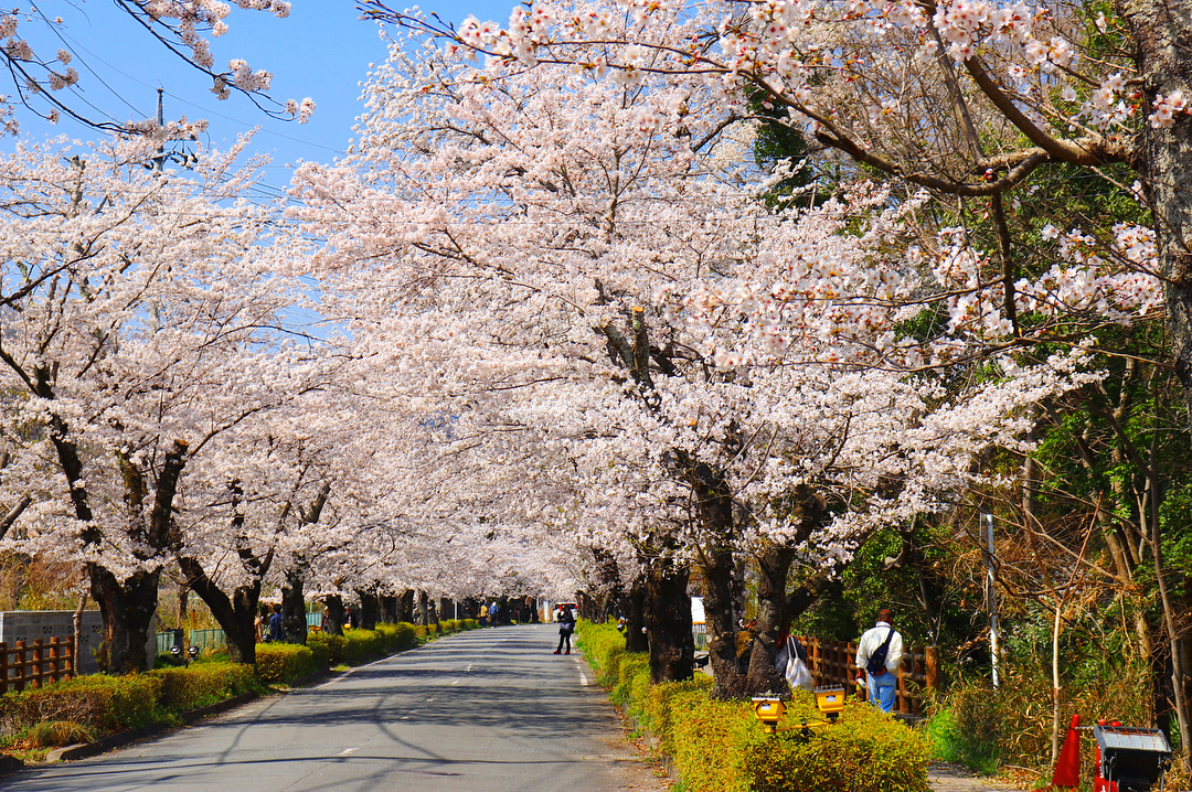 荒川 日本賞櫻勝地百選 南櫻大道 南桜通り 北櫻大道 北桜通り 長瀞 紅葉 長瀞紅葉 長瀞遊船 長瀞岩疊 長瀞 岩疊 長瀞 秩父赤壁 長瀞景點 秩父 威士忌 秩父交通 秩父景點 秩父必去景點 秩父美食 秩父必食 秩父必吃 秩父酒店 秩父飯店 秩父住宿 秩父溫泉 秩父旅館 秩父溫泉旅館 秩父溫泉酒店 秩父必去 秩父 景點 秩父好去處 秩父櫻花 秩父芝櫻 秩父紅葉 秩父冰柱 秩父威士忌 秩父 東京近郊 秩父 東京近郊一日遊 東京近郊景點 東京近郊 景點 東京近郊 行程 東京近郊行程 東京近郊 2日1夜 東京 Tokyo 東京必食 東京必吃 東京必到 東京必去 東京必買 東京必掃 東京自由行 東京行程 東京行程包 東京懶人包 東京好去處 東京景點 東京必到景點 東京必去景點 東京美食 東京交通 東京攻略 東京自由行行程 東京自由行行程推薦 東京酒店 東京飯店 東京酒店推薦 東京飯店推薦 東京必住酒店 東京必住飯店 東京必食2019 東京必吃2019 東京必到2019 東京必去2019 東京必買2019 東京必掃2019 東京自由行2019 東京行程2019 東京行程包2019 東京懶人包2019 東京好去處2019 東京景點2019 東京必到景點2019 東京必去景點2019 東京美食2019 東京交通2019 東京攻略2019 東京自由行行程2019 東京自由行行程推薦2019 東京酒店2019 東京飯店2019 東京酒店推薦2019 東京飯店推薦2019 東京必住酒店2019 東京必住飯店2019