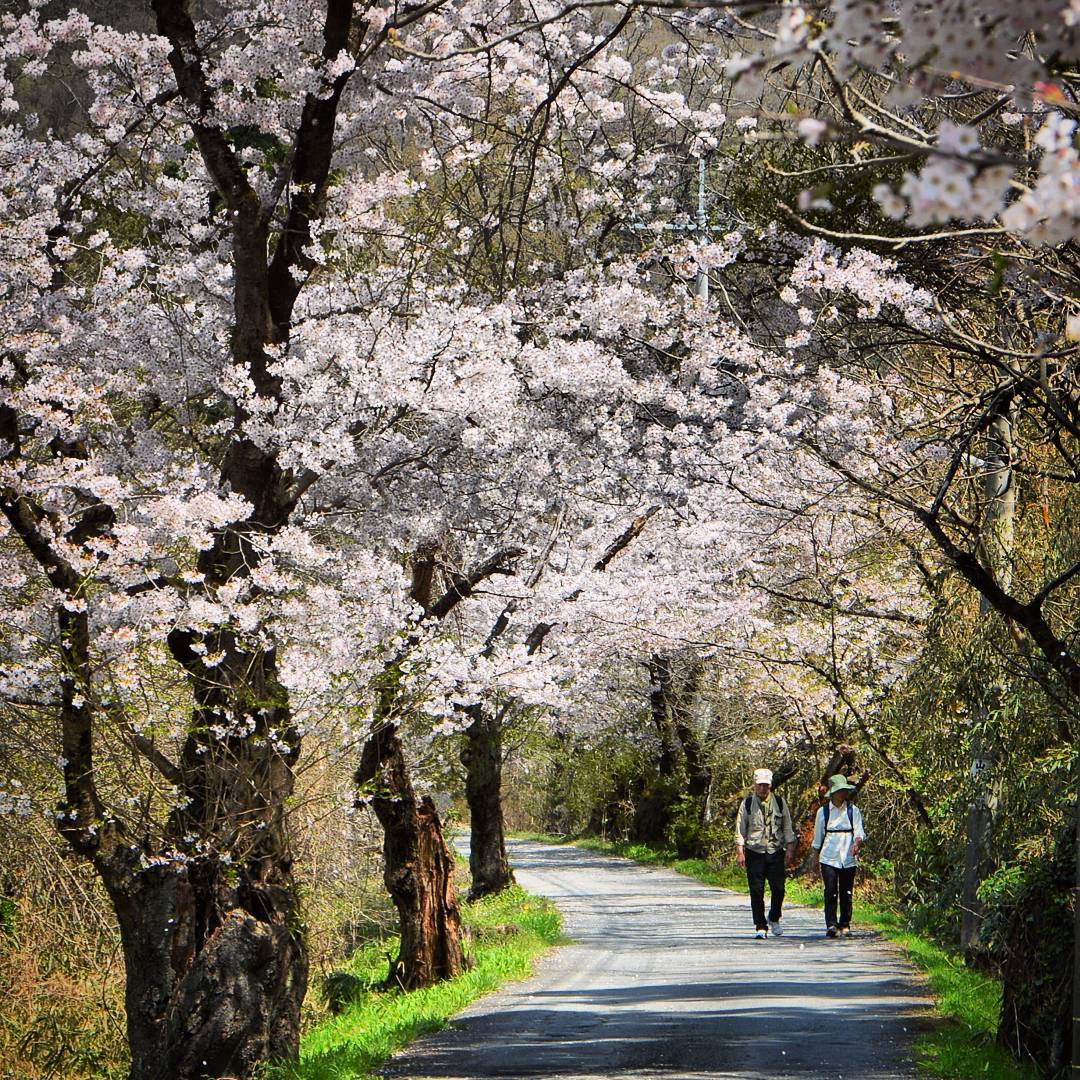 荒川 日本賞櫻勝地百選 南櫻大道 南桜通り 北櫻大道 北桜通り 長瀞 紅葉 長瀞紅葉 長瀞遊船 長瀞岩疊 長瀞 岩疊 長瀞 秩父赤壁 長瀞景點 秩父 威士忌 秩父交通 秩父景點 秩父必去景點 秩父美食 秩父必食 秩父必吃 秩父酒店 秩父飯店 秩父住宿 秩父溫泉 秩父旅館 秩父溫泉旅館 秩父溫泉酒店 秩父必去 秩父 景點 秩父好去處 秩父櫻花 秩父芝櫻 秩父紅葉 秩父冰柱 秩父威士忌 秩父 東京近郊 秩父 東京近郊一日遊 東京近郊景點 東京近郊 景點 東京近郊 行程 東京近郊行程 東京近郊 2日1夜 東京 Tokyo 東京必食 東京必吃 東京必到 東京必去 東京必買 東京必掃 東京自由行 東京行程 東京行程包 東京懶人包 東京好去處 東京景點 東京必到景點 東京必去景點 東京美食 東京交通 東京攻略 東京自由行行程 東京自由行行程推薦 東京酒店 東京飯店 東京酒店推薦 東京飯店推薦 東京必住酒店 東京必住飯店 東京必食2019 東京必吃2019 東京必到2019 東京必去2019 東京必買2019 東京必掃2019 東京自由行2019 東京行程2019 東京行程包2019 東京懶人包2019 東京好去處2019 東京景點2019 東京必到景點2019 東京必去景點2019 東京美食2019 東京交通2019 東京攻略2019 東京自由行行程2019 東京自由行行程推薦2019 東京酒店2019 東京飯店2019 東京酒店推薦2019 東京飯店推薦2019 東京必住酒店2019 東京必住飯店2019