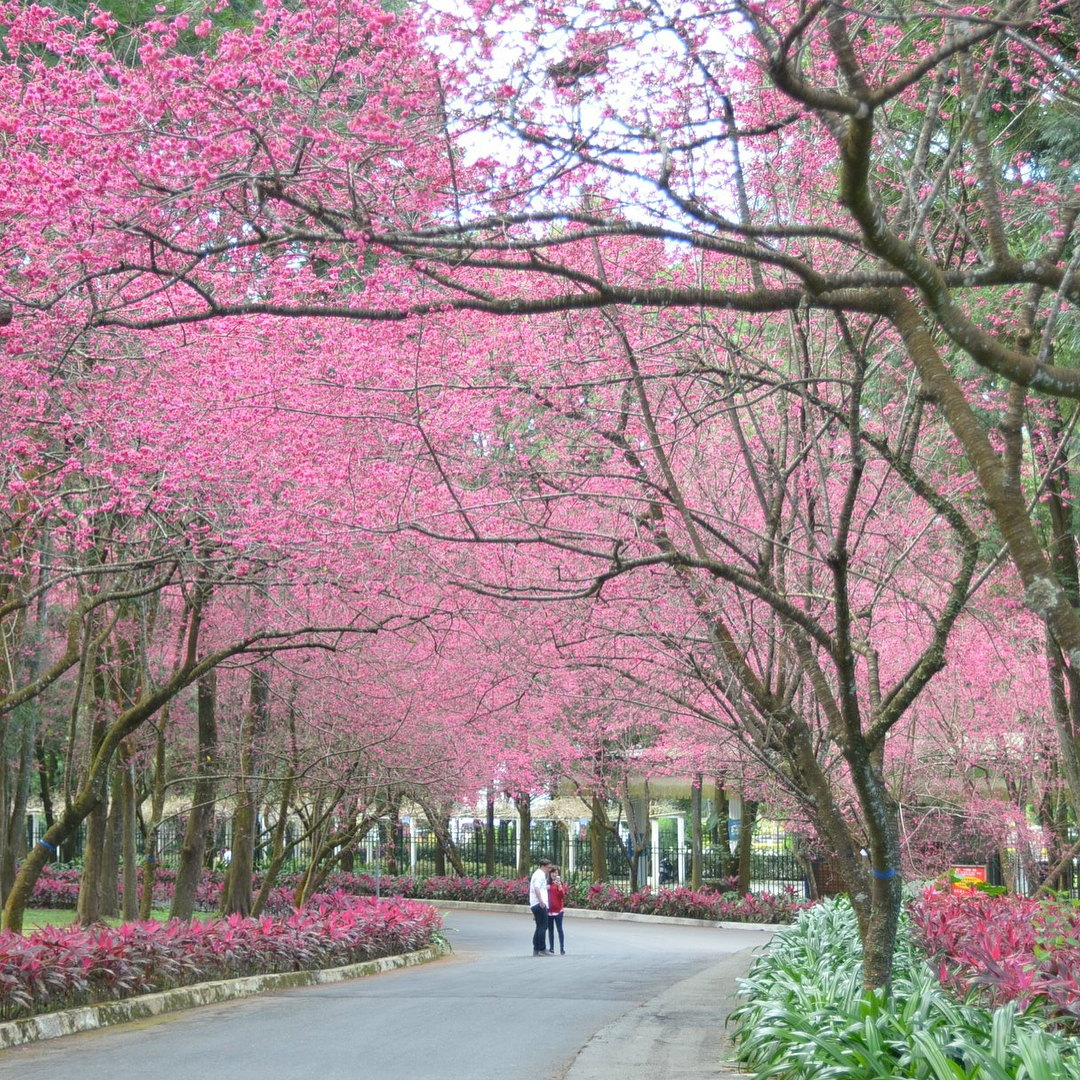 九族文化村櫻花季 九族文化村 夜櫻 九族文化村 賞花 九族文化村 賞櫻 九族文化村 櫻花大道 九族文化村 櫻花 九族文化村 薰衣草 九族櫻花 九族 櫻花 九族薰衣草 九族 薰衣草 九族文化村 紫戀薰衣草 石音劇場 祭典會所 九族櫻花祭 娜魯灣劇場 九族文化村 表演 九族文化村表演 台灣原住民習俗 台灣原住民 文化 台灣原住民 歌謠 台灣原住民 歌曲 台灣原住民 表演 南投一日遊 南投景點 九族文化村 南投必去 台灣新景點2019 台灣景點2019 台灣新景點 台灣景點 台灣遊樂園 台灣遊樂場 台灣原住民 台灣 原住民 台灣 Taiwan 台灣南投 台北 南投 台中 南投