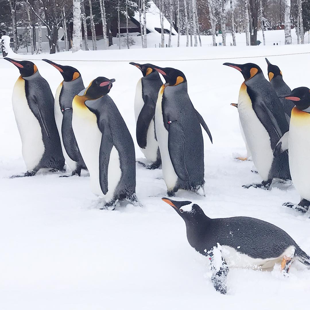 旭山動物園｜日本 Japan 日本必食 日本必吃 日本必到 日本必去 日本必買 日本必掃 日本自由行 日本行程 日本行程包 日本懶人包 日本好去處 日本景點 日本必到景點 日本必去景點 日本美食 日本交通 日本攻略 日本自由行行程 日本自由行行程推薦 日本酒店 日本飯店 日本酒店推薦 日本飯店推薦 日本必住酒店 日本必住飯店 日本必食2019 日本必吃2019 日本必到2019 日本必去2019 日本必買2019 日本必掃2019 日本自由行2019 日本行程2019 日本行程包2019 日本懶人包2019 日本好去處2019 日本景點2019 日本必到景點2019 日本必去景點2019 日本美食2019 日本交通2019 日本攻略2019 日本自由行行程2019 日本自由行行程推薦2019 日本酒店2019 日本飯店2019 日本酒店推薦2019 日本飯店推薦2019 日本必住酒店2019 日本必住飯店2019 北海道 Hokkaido 北海道必食 北海道必吃 北海道必到 北海道必去 北海道必買 北海道北海道必掃 北海道自由行 北海道行程 北海道行程包 北海道懶人包 北海道好去處 北海道景點 北海道必到景點 北海道必去景點 北海道美食 北海道交通 北海道攻略 北海道自由行行程 北海道自由行行程推薦 北海道酒店 北海道飯店 北海道酒店推薦 北海道飯店推薦 北海道必住酒店 北海道必住飯店 北海道必吃2019 北海道必到2019 北海道必去2019 北海道必買2019 北海道必掃2019 北海道自由行2019 北海道行程2019 北海道行程包2019 北海道懶人包2019 北海道好去處2019 北海道景點2019 北海道必到景點2019 北海道必去景點2019 北海道美食2019 北海道交通2019 北海道攻略2019 北海道自由行行程2019 北海道自由行行程推薦2019 北海道酒店2019 北海道飯店2019 北海道酒店推薦2019 北海道飯店推薦2019 北海道必住酒店2019 北海道必住飯店2019 函館機場 八幡坂 函館山 函館朝市 金森紅磚倉庫群 小丑漢堡 五稜郭 函館 登別 地獄谷 登別溫泉街 熊牧場 San Lavia滑雪場 札幌 小樽 田中酒造龜甲藏 小樽音樂盒本館 小樽堺町通り商店街 小樽運河 狸小路商店街 新千歲機場 大通公園 富田農場 富田哈密瓜工房 四季彩之丘 Flower Land Kamifurano 富良野 Furano Cheese Factory 旭川企鵝遊行2019 旭川企鵝遊行2018 旭川企鵝散步2019 旭川一日遊 旭川電氣軌道巴士 北海道旭山水族館 旭川站的6號乘車站 北海道企鵝走路 雪之美術館 高速巴士旭川號