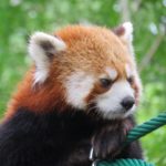 旭山動物園｜日本 Japan 日本必食 日本必吃 日本必到 日本必去 日本必買 日本必掃 日本自由行 日本行程 日本行程包 日本懶人包 日本好去處 日本景點 日本必到景點 日本必去景點 日本美食 日本交通 日本攻略 日本自由行行程 日本自由行行程推薦 日本酒店 日本飯店 日本酒店推薦 日本飯店推薦 日本必住酒店 日本必住飯店 日本必食2019 日本必吃2019 日本必到2019 日本必去2019 日本必買2019 日本必掃2019 日本自由行2019 日本行程2019 日本行程包2019 日本懶人包2019 日本好去處2019 日本景點2019 日本必到景點2019 日本必去景點2019 日本美食2019 日本交通2019 日本攻略2019 日本自由行行程2019 日本自由行行程推薦2019 日本酒店2019 日本飯店2019 日本酒店推薦2019 日本飯店推薦2019 日本必住酒店2019 日本必住飯店2019 北海道 Hokkaido 北海道必食 北海道必吃 北海道必到 北海道必去 北海道必買 北海道北海道必掃 北海道自由行 北海道行程 北海道行程包 北海道懶人包 北海道好去處 北海道景點 北海道必到景點 北海道必去景點 北海道美食 北海道交通 北海道攻略 北海道自由行行程 北海道自由行行程推薦 北海道酒店 北海道飯店 北海道酒店推薦 北海道飯店推薦 北海道必住酒店 北海道必住飯店 北海道必吃2019 北海道必到2019 北海道必去2019 北海道必買2019 北海道必掃2019 北海道自由行2019 北海道行程2019 北海道行程包2019 北海道懶人包2019 北海道好去處2019 北海道景點2019 北海道必到景點2019 北海道必去景點2019 北海道美食2019 北海道交通2019 北海道攻略2019 北海道自由行行程2019 北海道自由行行程推薦2019 北海道酒店2019 北海道飯店2019 北海道酒店推薦2019 北海道飯店推薦2019 北海道必住酒店2019 北海道必住飯店2019 函館機場 八幡坂 函館山 函館朝市 金森紅磚倉庫群 小丑漢堡 五稜郭 函館 登別 地獄谷 登別溫泉街 熊牧場 San Lavia滑雪場 札幌 小樽 田中酒造龜甲藏 小樽音樂盒本館 小樽堺町通り商店街 小樽運河 狸小路商店街 新千歲機場 大通公園 富田農場 富田哈密瓜工房 四季彩之丘 Flower Land Kamifurano 富良野 Furano Cheese Factory 旭川企鵝遊行2019 旭川企鵝遊行2018 旭川企鵝散步2019 旭川一日遊 旭川電氣軌道巴士 北海道旭山水族館 旭川站的6號乘車站 北海道企鵝走路 雪之美術館 高速巴士旭川號