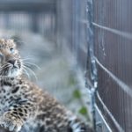 旭山動物園｜日本 Japan 日本必食 日本必吃 日本必到 日本必去 日本必買 日本必掃 日本自由行 日本行程 日本行程包 日本懶人包 日本好去處 日本景點 日本必到景點 日本必去景點 日本美食 日本交通 日本攻略 日本自由行行程 日本自由行行程推薦 日本酒店 日本飯店 日本酒店推薦 日本飯店推薦 日本必住酒店 日本必住飯店 日本必食2019 日本必吃2019 日本必到2019 日本必去2019 日本必買2019 日本必掃2019 日本自由行2019 日本行程2019 日本行程包2019 日本懶人包2019 日本好去處2019 日本景點2019 日本必到景點2019 日本必去景點2019 日本美食2019 日本交通2019 日本攻略2019 日本自由行行程2019 日本自由行行程推薦2019 日本酒店2019 日本飯店2019 日本酒店推薦2019 日本飯店推薦2019 日本必住酒店2019 日本必住飯店2019 北海道 Hokkaido 北海道必食 北海道必吃 北海道必到 北海道必去 北海道必買 北海道北海道必掃 北海道自由行 北海道行程 北海道行程包 北海道懶人包 北海道好去處 北海道景點 北海道必到景點 北海道必去景點 北海道美食 北海道交通 北海道攻略 北海道自由行行程 北海道自由行行程推薦 北海道酒店 北海道飯店 北海道酒店推薦 北海道飯店推薦 北海道必住酒店 北海道必住飯店 北海道必吃2019 北海道必到2019 北海道必去2019 北海道必買2019 北海道必掃2019 北海道自由行2019 北海道行程2019 北海道行程包2019 北海道懶人包2019 北海道好去處2019 北海道景點2019 北海道必到景點2019 北海道必去景點2019 北海道美食2019 北海道交通2019 北海道攻略2019 北海道自由行行程2019 北海道自由行行程推薦2019 北海道酒店2019 北海道飯店2019 北海道酒店推薦2019 北海道飯店推薦2019 北海道必住酒店2019 北海道必住飯店2019 函館機場 八幡坂 函館山 函館朝市 金森紅磚倉庫群 小丑漢堡 五稜郭 函館 登別 地獄谷 登別溫泉街 熊牧場 San Lavia滑雪場 札幌 小樽 田中酒造龜甲藏 小樽音樂盒本館 小樽堺町通り商店街 小樽運河 狸小路商店街 新千歲機場 大通公園 富田農場 富田哈密瓜工房 四季彩之丘 Flower Land Kamifurano 富良野 Furano Cheese Factory 旭川企鵝遊行2019 旭川企鵝遊行2018 旭川企鵝散步2019 旭川一日遊 旭川電氣軌道巴士 北海道旭山水族館 旭川站的6號乘車站 北海道企鵝走路 雪之美術館 高速巴士旭川號