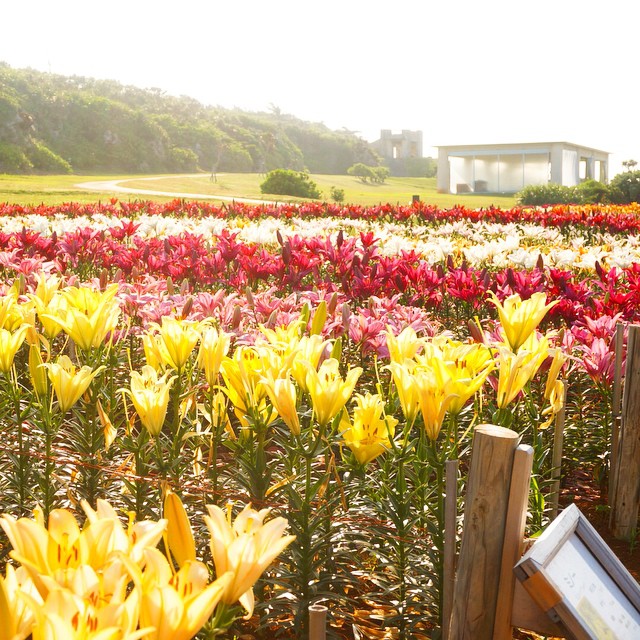 百合野外公園 リリーフィールド公園 Lily Field Park 沖繩伊江島 沖繩 伊江島 伊江島 伊江村 沖繩伊江村 沖繩 伊江村 沖繩離島 沖繩跳島 沖繩跳島遊 沖繩不自駕 伊江島景點 伊江島 景點 伊江島必去 伊江島交通 伊江島美食 伊江島必吃 伊江島必食 伊江島 自行車 伊江島 單車 伊江島 車腳踏車 伊江島 百合祭 伊江島一日遊 伊江牛 伊江島Tatchu ACE BURGER Biziru石 Nyathiya洞 伊江海灘 伊江島城山 伊江島 城山 伊江島 浮潛 伊江島 潛水 伊江島 釣魚 伊江島 騎馬 ニャティヤ洞 千人洞 力石 伊江ビーチ 湧出展望台 沖繩賞鯨 百合公園 百合祭り 沖繩 Okinawa 沖繩必食 沖繩必吃 沖繩必到 沖繩必去 沖繩必買 沖繩必掃 沖繩自由行 沖繩行程 沖繩行程包 沖繩懶人包 沖繩好去處 沖繩景點 沖繩必到景點 沖繩必去景點 沖繩美食 沖繩交通 沖繩攻略 沖繩自由行行程 沖繩自由行行程推薦 沖繩必食2019 沖繩必吃2019 沖繩必到2019 沖繩必去2019 沖繩必買2019 沖繩必掃2019 沖繩自由行2019 沖繩行程2019 沖繩行程包2019 沖繩懶人包2019 沖繩好去處2019 沖繩景點2019 沖繩必到景點2019 沖繩必去景點2019 沖繩美食2019 沖繩交通2019 沖繩攻略2019 沖繩自由行行程2019 沖繩自由行行程推薦2019