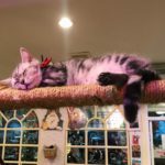 Caturday Cat Café｜泰國 Thailand 泰國必食 泰國必吃 泰國必到 泰國必去 泰國必買 泰國必掃 泰國自由行 行程 泰國行程包 泰國懶人包 泰國好去處 泰國景點 泰國必到景點 泰國必去景點 泰國美食 泰國交通 泰國攻略 泰國自由行行程 泰國自由行行程推薦 泰國酒店 泰國飯店 泰國酒店推薦 泰國飯店推薦 泰國必住酒店 泰國必住飯店 泰國必食2019 泰國必吃2019 泰國必到2019 泰國必去2019 泰國必買2019 泰國必掃2019 泰國自由行2019 泰國行程2019 泰國行程包2019 泰國懶人包2019 泰國好去處2019 泰國景點2019 泰國必到景點2019 泰國必去景點2019 泰國美食2019 泰國交通2019 泰國攻略2019 泰國自由行行程2019 泰國自由行行程推薦2019 泰國酒店2019 泰國飯店2019 泰國酒店推薦2019 泰國飯店推薦2019 泰國必住酒店2019 泰國必住飯店2019 曼谷 Bangkok 曼谷必食 曼谷必吃 曼谷必到 曼谷必去 曼谷必買 曼谷必掃 曼谷自由行 行程 曼谷行程包 曼谷懶人包 曼谷好去處 曼谷景點 曼谷必到景點 曼谷必去景點 曼谷美食 曼谷交通 曼谷攻略 曼谷自由行行程 曼谷自由行行程推薦 曼谷酒店 曼谷飯店 曼谷酒店推薦 曼谷飯店推薦 曼谷必住酒店 曼谷必住飯店 曼谷必食2019 曼谷必吃2019 曼谷必到2019 曼谷必去2019 曼谷必買2019 曼谷必掃2019 曼谷自由行2019 曼谷行程2019 曼谷行程包2019 曼谷懶人包2019 曼谷好去處2019 曼谷景點2019 曼谷必到景點2019 曼谷必去景點2019 曼谷美食2019 曼谷交通2019 曼谷攻略2019 曼谷自由行行程2019 曼谷自由行行程推薦2019 曼谷酒店2019 曼谷飯店2019 曼谷酒店推薦2019 曼谷飯店推薦2019 曼谷必住酒店2019 曼谷必住飯店2019 TrueLove@Neverland Little Zoo Cafe Caturday Cat Café Rabbito Cafe cafe Corgi in the Garden 動物cafe 泰國動物cafe 曼谷動物cafe 哈士奇cafe 二哈cafe 柯基cafe 曼谷貓cafe 2019 siam貓cafe 曼谷貓狗cafe caturday cat cafe 2018 kitties & bears cafe little zoo cafe purr cat cafe the animal cafe 曼谷siam cafe kitties & bears cafe曼谷