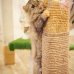 Caturday Cat Café｜泰國 Thailand 泰國必食 泰國必吃 泰國必到 泰國必去 泰國必買 泰國必掃 泰國自由行 行程 泰國行程包 泰國懶人包 泰國好去處 泰國景點 泰國必到景點 泰國必去景點 泰國美食 泰國交通 泰國攻略 泰國自由行行程 泰國自由行行程推薦 泰國酒店 泰國飯店 泰國酒店推薦 泰國飯店推薦 泰國必住酒店 泰國必住飯店 泰國必食2019 泰國必吃2019 泰國必到2019 泰國必去2019 泰國必買2019 泰國必掃2019 泰國自由行2019 泰國行程2019 泰國行程包2019 泰國懶人包2019 泰國好去處2019 泰國景點2019 泰國必到景點2019 泰國必去景點2019 泰國美食2019 泰國交通2019 泰國攻略2019 泰國自由行行程2019 泰國自由行行程推薦2019 泰國酒店2019 泰國飯店2019 泰國酒店推薦2019 泰國飯店推薦2019 泰國必住酒店2019 泰國必住飯店2019 曼谷 Bangkok 曼谷必食 曼谷必吃 曼谷必到 曼谷必去 曼谷必買 曼谷必掃 曼谷自由行 行程 曼谷行程包 曼谷懶人包 曼谷好去處 曼谷景點 曼谷必到景點 曼谷必去景點 曼谷美食 曼谷交通 曼谷攻略 曼谷自由行行程 曼谷自由行行程推薦 曼谷酒店 曼谷飯店 曼谷酒店推薦 曼谷飯店推薦 曼谷必住酒店 曼谷必住飯店 曼谷必食2019 曼谷必吃2019 曼谷必到2019 曼谷必去2019 曼谷必買2019 曼谷必掃2019 曼谷自由行2019 曼谷行程2019 曼谷行程包2019 曼谷懶人包2019 曼谷好去處2019 曼谷景點2019 曼谷必到景點2019 曼谷必去景點2019 曼谷美食2019 曼谷交通2019 曼谷攻略2019 曼谷自由行行程2019 曼谷自由行行程推薦2019 曼谷酒店2019 曼谷飯店2019 曼谷酒店推薦2019 曼谷飯店推薦2019 曼谷必住酒店2019 曼谷必住飯店2019 TrueLove@Neverland Little Zoo Cafe Caturday Cat Café Rabbito Cafe cafe Corgi in the Garden 動物cafe 泰國動物cafe 曼谷動物cafe 哈士奇cafe 二哈cafe 柯基cafe 曼谷貓cafe 2019 siam貓cafe 曼谷貓狗cafe caturday cat cafe 2018 kitties & bears cafe little zoo cafe purr cat cafe the animal cafe 曼谷siam cafe kitties & bears cafe曼谷