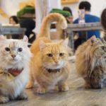 Caturday Cat Café｜泰國 Thailand 泰國必食 泰國必吃 泰國必到 泰國必去 泰國必買 泰國必掃 泰國自由行 行程 泰國行程包 泰國懶人包 泰國好去處 泰國景點 泰國必到景點 泰國必去景點 泰國美食 泰國交通 泰國攻略 泰國自由行行程 泰國自由行行程推薦 泰國酒店 泰國飯店 泰國酒店推薦 泰國飯店推薦 泰國必住酒店 泰國必住飯店 泰國必食2019 泰國必吃2019 泰國必到2019 泰國必去2019 泰國必買2019 泰國必掃2019 泰國自由行2019 泰國行程2019 泰國行程包2019 泰國懶人包2019 泰國好去處2019 泰國景點2019 泰國必到景點2019 泰國必去景點2019 泰國美食2019 泰國交通2019 泰國攻略2019 泰國自由行行程2019 泰國自由行行程推薦2019 泰國酒店2019 泰國飯店2019 泰國酒店推薦2019 泰國飯店推薦2019 泰國必住酒店2019 泰國必住飯店2019 曼谷 Bangkok 曼谷必食 曼谷必吃 曼谷必到 曼谷必去 曼谷必買 曼谷必掃 曼谷自由行 行程 曼谷行程包 曼谷懶人包 曼谷好去處 曼谷景點 曼谷必到景點 曼谷必去景點 曼谷美食 曼谷交通 曼谷攻略 曼谷自由行行程 曼谷自由行行程推薦 曼谷酒店 曼谷飯店 曼谷酒店推薦 曼谷飯店推薦 曼谷必住酒店 曼谷必住飯店 曼谷必食2019 曼谷必吃2019 曼谷必到2019 曼谷必去2019 曼谷必買2019 曼谷必掃2019 曼谷自由行2019 曼谷行程2019 曼谷行程包2019 曼谷懶人包2019 曼谷好去處2019 曼谷景點2019 曼谷必到景點2019 曼谷必去景點2019 曼谷美食2019 曼谷交通2019 曼谷攻略2019 曼谷自由行行程2019 曼谷自由行行程推薦2019 曼谷酒店2019 曼谷飯店2019 曼谷酒店推薦2019 曼谷飯店推薦2019 曼谷必住酒店2019 曼谷必住飯店2019 TrueLove@Neverland Little Zoo Cafe Caturday Cat Café Rabbito Cafe cafe Corgi in the Garden 動物cafe 泰國動物cafe 曼谷動物cafe 哈士奇cafe 二哈cafe 柯基cafe 曼谷貓cafe 2019 siam貓cafe 曼谷貓狗cafe caturday cat cafe 2018 kitties & bears cafe little zoo cafe purr cat cafe the animal cafe 曼谷siam cafe kitties & bears cafe曼谷