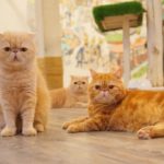 Caturday Cat Café｜泰國 Thailand 泰國必食 泰國必吃 泰國必到 泰國必去 泰國必買 泰國必掃 泰國自由行 行程 泰國行程包 泰國懶人包 泰國好去處 泰國景點 泰國必到景點 泰國必去景點 泰國美食 泰國交通 泰國攻略 泰國自由行行程 泰國自由行行程推薦 泰國酒店 泰國飯店 泰國酒店推薦 泰國飯店推薦 泰國必住酒店 泰國必住飯店 泰國必食2019 泰國必吃2019 泰國必到2019 泰國必去2019 泰國必買2019 泰國必掃2019 泰國自由行2019 泰國行程2019 泰國行程包2019 泰國懶人包2019 泰國好去處2019 泰國景點2019 泰國必到景點2019 泰國必去景點2019 泰國美食2019 泰國交通2019 泰國攻略2019 泰國自由行行程2019 泰國自由行行程推薦2019 泰國酒店2019 泰國飯店2019 泰國酒店推薦2019 泰國飯店推薦2019 泰國必住酒店2019 泰國必住飯店2019 曼谷 Bangkok 曼谷必食 曼谷必吃 曼谷必到 曼谷必去 曼谷必買 曼谷必掃 曼谷自由行 行程 曼谷行程包 曼谷懶人包 曼谷好去處 曼谷景點 曼谷必到景點 曼谷必去景點 曼谷美食 曼谷交通 曼谷攻略 曼谷自由行行程 曼谷自由行行程推薦 曼谷酒店 曼谷飯店 曼谷酒店推薦 曼谷飯店推薦 曼谷必住酒店 曼谷必住飯店 曼谷必食2019 曼谷必吃2019 曼谷必到2019 曼谷必去2019 曼谷必買2019 曼谷必掃2019 曼谷自由行2019 曼谷行程2019 曼谷行程包2019 曼谷懶人包2019 曼谷好去處2019 曼谷景點2019 曼谷必到景點2019 曼谷必去景點2019 曼谷美食2019 曼谷交通2019 曼谷攻略2019 曼谷自由行行程2019 曼谷自由行行程推薦2019 曼谷酒店2019 曼谷飯店2019 曼谷酒店推薦2019 曼谷飯店推薦2019 曼谷必住酒店2019 曼谷必住飯店2019 TrueLove@Neverland Little Zoo Cafe Caturday Cat Café Rabbito Cafe cafe Corgi in the Garden 動物cafe 泰國動物cafe 曼谷動物cafe 哈士奇cafe 二哈cafe 柯基cafe 曼谷貓cafe 2019 siam貓cafe 曼谷貓狗cafe caturday cat cafe 2018 kitties & bears cafe little zoo cafe purr cat cafe the animal cafe 曼谷siam cafe kitties & bears cafe曼谷