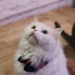 Caturday Cat Café｜泰國 Thailand 泰國必食 泰國必吃 泰國必到 泰國必去 泰國必買 泰國必掃 泰國自由行 行程 泰國行程包 泰國懶人包 泰國好去處 泰國景點 泰國必到景點 泰國必去景點 泰國美食 泰國交通 泰國攻略 泰國自由行行程 泰國自由行行程推薦 泰國酒店 泰國飯店 泰國酒店推薦 泰國飯店推薦 泰國必住酒店 泰國必住飯店 泰國必食2019 泰國必吃2019 泰國必到2019 泰國必去2019 泰國必買2019 泰國必掃2019 泰國自由行2019 泰國行程2019 泰國行程包2019 泰國懶人包2019 泰國好去處2019 泰國景點2019 泰國必到景點2019 泰國必去景點2019 泰國美食2019 泰國交通2019 泰國攻略2019 泰國自由行行程2019 泰國自由行行程推薦2019 泰國酒店2019 泰國飯店2019 泰國酒店推薦2019 泰國飯店推薦2019 泰國必住酒店2019 泰國必住飯店2019 曼谷 Bangkok 曼谷必食 曼谷必吃 曼谷必到 曼谷必去 曼谷必買 曼谷必掃 曼谷自由行 行程 曼谷行程包 曼谷懶人包 曼谷好去處 曼谷景點 曼谷必到景點 曼谷必去景點 曼谷美食 曼谷交通 曼谷攻略 曼谷自由行行程 曼谷自由行行程推薦 曼谷酒店 曼谷飯店 曼谷酒店推薦 曼谷飯店推薦 曼谷必住酒店 曼谷必住飯店 曼谷必食2019 曼谷必吃2019 曼谷必到2019 曼谷必去2019 曼谷必買2019 曼谷必掃2019 曼谷自由行2019 曼谷行程2019 曼谷行程包2019 曼谷懶人包2019 曼谷好去處2019 曼谷景點2019 曼谷必到景點2019 曼谷必去景點2019 曼谷美食2019 曼谷交通2019 曼谷攻略2019 曼谷自由行行程2019 曼谷自由行行程推薦2019 曼谷酒店2019 曼谷飯店2019 曼谷酒店推薦2019 曼谷飯店推薦2019 曼谷必住酒店2019 曼谷必住飯店2019 TrueLove@Neverland Little Zoo Cafe Caturday Cat Café Rabbito Cafe cafe Corgi in the Garden 動物cafe 泰國動物cafe 曼谷動物cafe 哈士奇cafe 二哈cafe 柯基cafe 曼谷貓cafe 2019 siam貓cafe 曼谷貓狗cafe caturday cat cafe 2018 kitties & bears cafe little zoo cafe purr cat cafe the animal cafe 曼谷siam cafe kitties & bears cafe曼谷