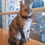 Caturday Cat Café｜泰國 Thailand 泰國必食 泰國必吃 泰國必到 泰國必去 泰國必買 泰國必掃 泰國自由行 行程 泰國行程包 泰國懶人包 泰國好去處 泰國景點 泰國必到景點 泰國必去景點 泰國美食 泰國交通 泰國攻略 泰國自由行行程 泰國自由行行程推薦 泰國酒店 泰國飯店 泰國酒店推薦 泰國飯店推薦 泰國必住酒店 泰國必住飯店 泰國必食2019 泰國必吃2019 泰國必到2019 泰國必去2019 泰國必買2019 泰國必掃2019 泰國自由行2019 泰國行程2019 泰國行程包2019 泰國懶人包2019 泰國好去處2019 泰國景點2019 泰國必到景點2019 泰國必去景點2019 泰國美食2019 泰國交通2019 泰國攻略2019 泰國自由行行程2019 泰國自由行行程推薦2019 泰國酒店2019 泰國飯店2019 泰國酒店推薦2019 泰國飯店推薦2019 泰國必住酒店2019 泰國必住飯店2019 曼谷 Bangkok 曼谷必食 曼谷必吃 曼谷必到 曼谷必去 曼谷必買 曼谷必掃 曼谷自由行 行程 曼谷行程包 曼谷懶人包 曼谷好去處 曼谷景點 曼谷必到景點 曼谷必去景點 曼谷美食 曼谷交通 曼谷攻略 曼谷自由行行程 曼谷自由行行程推薦 曼谷酒店 曼谷飯店 曼谷酒店推薦 曼谷飯店推薦 曼谷必住酒店 曼谷必住飯店 曼谷必食2019 曼谷必吃2019 曼谷必到2019 曼谷必去2019 曼谷必買2019 曼谷必掃2019 曼谷自由行2019 曼谷行程2019 曼谷行程包2019 曼谷懶人包2019 曼谷好去處2019 曼谷景點2019 曼谷必到景點2019 曼谷必去景點2019 曼谷美食2019 曼谷交通2019 曼谷攻略2019 曼谷自由行行程2019 曼谷自由行行程推薦2019 曼谷酒店2019 曼谷飯店2019 曼谷酒店推薦2019 曼谷飯店推薦2019 曼谷必住酒店2019 曼谷必住飯店2019 TrueLove@Neverland Little Zoo Cafe Caturday Cat Café Rabbito Cafe cafe Corgi in the Garden 動物cafe 泰國動物cafe 曼谷動物cafe 哈士奇cafe 二哈cafe 柯基cafe 曼谷貓cafe 2019 siam貓cafe 曼谷貓狗cafe caturday cat cafe 2018 kitties & bears cafe little zoo cafe purr cat cafe the animal cafe 曼谷siam cafe kitties & bears cafe曼谷