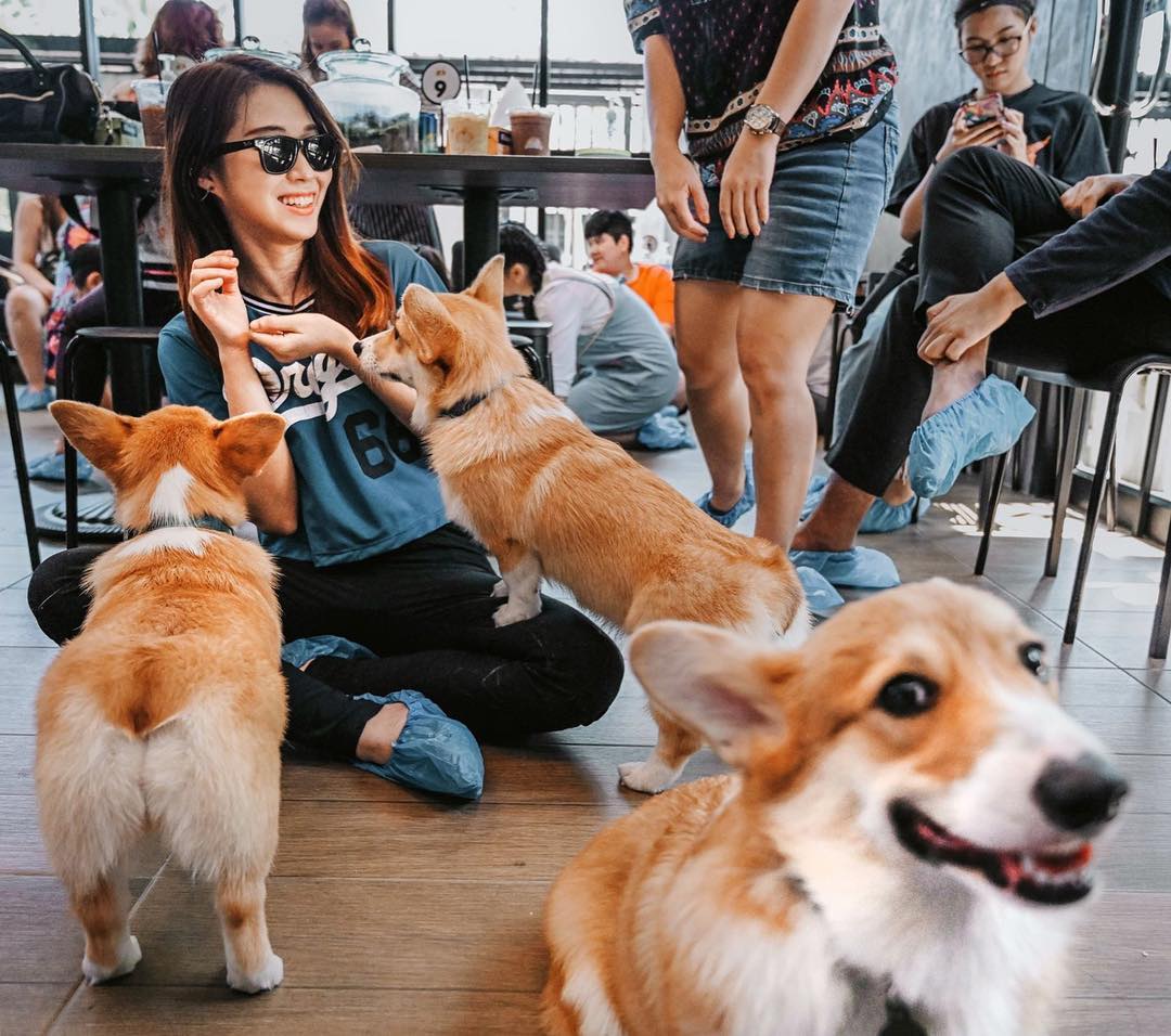 cafe Corgi in the Garden｜泰國 Thailand 泰國必食 泰國必吃 泰國必到 泰國必去 泰國必買 泰國必掃 泰國自由行 行程 泰國行程包 泰國懶人包 泰國好去處 泰國景點 泰國必到景點 泰國必去景點 泰國美食 泰國交通 泰國攻略 泰國自由行行程 泰國自由行行程推薦 泰國酒店 泰國飯店 泰國酒店推薦 泰國飯店推薦 泰國必住酒店 泰國必住飯店 泰國必食2019 泰國必吃2019 泰國必到2019 泰國必去2019 泰國必買2019 泰國必掃2019 泰國自由行2019 泰國行程2019 泰國行程包2019 泰國懶人包2019 泰國好去處2019 泰國景點2019 泰國必到景點2019 泰國必去景點2019 泰國美食2019 泰國交通2019 泰國攻略2019 泰國自由行行程2019 泰國自由行行程推薦2019 泰國酒店2019 泰國飯店2019 泰國酒店推薦2019 泰國飯店推薦2019 泰國必住酒店2019 泰國必住飯店2019 曼谷 Bangkok 曼谷必食 曼谷必吃 曼谷必到 曼谷必去 曼谷必買 曼谷必掃 曼谷自由行 行程 曼谷行程包 曼谷懶人包 曼谷好去處 曼谷景點 曼谷必到景點 曼谷必去景點 曼谷美食 曼谷交通 曼谷攻略 曼谷自由行行程 曼谷自由行行程推薦 曼谷酒店 曼谷飯店 曼谷酒店推薦 曼谷飯店推薦 曼谷必住酒店 曼谷必住飯店 曼谷必食2019 曼谷必吃2019 曼谷必到2019 曼谷必去2019 曼谷必買2019 曼谷必掃2019 曼谷自由行2019 曼谷行程2019 曼谷行程包2019 曼谷懶人包2019 曼谷好去處2019 曼谷景點2019 曼谷必到景點2019 曼谷必去景點2019 曼谷美食2019 曼谷交通2019 曼谷攻略2019 曼谷自由行行程2019 曼谷自由行行程推薦2019 曼谷酒店2019 曼谷飯店2019 曼谷酒店推薦2019 曼谷飯店推薦2019 曼谷必住酒店2019 曼谷必住飯店2019 TrueLove@Neverland Little Zoo Cafe Caturday Cat Café Rabbito Cafe cafe Corgi in the Garden 動物cafe 泰國動物cafe 曼谷動物cafe 哈士奇cafe 二哈cafe 柯基cafe