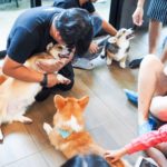 cafe Corgi in the Garden｜泰國 Thailand 泰國必食 泰國必吃 泰國必到 泰國必去 泰國必買 泰國必掃 泰國自由行 行程 泰國行程包 泰國懶人包 泰國好去處 泰國景點 泰國必到景點 泰國必去景點 泰國美食 泰國交通 泰國攻略 泰國自由行行程 泰國自由行行程推薦 泰國酒店 泰國飯店 泰國酒店推薦 泰國飯店推薦 泰國必住酒店 泰國必住飯店 泰國必食2019 泰國必吃2019 泰國必到2019 泰國必去2019 泰國必買2019 泰國必掃2019 泰國自由行2019 泰國行程2019 泰國行程包2019 泰國懶人包2019 泰國好去處2019 泰國景點2019 泰國必到景點2019 泰國必去景點2019 泰國美食2019 泰國交通2019 泰國攻略2019 泰國自由行行程2019 泰國自由行行程推薦2019 泰國酒店2019 泰國飯店2019 泰國酒店推薦2019 泰國飯店推薦2019 泰國必住酒店2019 泰國必住飯店2019 曼谷 Bangkok 曼谷必食 曼谷必吃 曼谷必到 曼谷必去 曼谷必買 曼谷必掃 曼谷自由行 行程 曼谷行程包 曼谷懶人包 曼谷好去處 曼谷景點 曼谷必到景點 曼谷必去景點 曼谷美食 曼谷交通 曼谷攻略 曼谷自由行行程 曼谷自由行行程推薦 曼谷酒店 曼谷飯店 曼谷酒店推薦 曼谷飯店推薦 曼谷必住酒店 曼谷必住飯店 曼谷必食2019 曼谷必吃2019 曼谷必到2019 曼谷必去2019 曼谷必買2019 曼谷必掃2019 曼谷自由行2019 曼谷行程2019 曼谷行程包2019 曼谷懶人包2019 曼谷好去處2019 曼谷景點2019 曼谷必到景點2019 曼谷必去景點2019 曼谷美食2019 曼谷交通2019 曼谷攻略2019 曼谷自由行行程2019 曼谷自由行行程推薦2019 曼谷酒店2019 曼谷飯店2019 曼谷酒店推薦2019 曼谷飯店推薦2019 曼谷必住酒店2019 曼谷必住飯店2019 TrueLove@Neverland Little Zoo Cafe Caturday Cat Café Rabbito Cafe cafe Corgi in the Garden 動物cafe 泰國動物cafe 曼谷動物cafe 哈士奇cafe 二哈cafe 柯基cafe