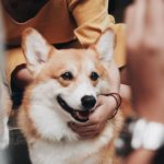 cafe Corgi in the Garden｜泰國 Thailand 泰國必食 泰國必吃 泰國必到 泰國必去 泰國必買 泰國必掃 泰國自由行 行程 泰國行程包 泰國懶人包 泰國好去處 泰國景點 泰國必到景點 泰國必去景點 泰國美食 泰國交通 泰國攻略 泰國自由行行程 泰國自由行行程推薦 泰國酒店 泰國飯店 泰國酒店推薦 泰國飯店推薦 泰國必住酒店 泰國必住飯店 泰國必食2019 泰國必吃2019 泰國必到2019 泰國必去2019 泰國必買2019 泰國必掃2019 泰國自由行2019 泰國行程2019 泰國行程包2019 泰國懶人包2019 泰國好去處2019 泰國景點2019 泰國必到景點2019 泰國必去景點2019 泰國美食2019 泰國交通2019 泰國攻略2019 泰國自由行行程2019 泰國自由行行程推薦2019 泰國酒店2019 泰國飯店2019 泰國酒店推薦2019 泰國飯店推薦2019 泰國必住酒店2019 泰國必住飯店2019 曼谷 Bangkok 曼谷必食 曼谷必吃 曼谷必到 曼谷必去 曼谷必買 曼谷必掃 曼谷自由行 行程 曼谷行程包 曼谷懶人包 曼谷好去處 曼谷景點 曼谷必到景點 曼谷必去景點 曼谷美食 曼谷交通 曼谷攻略 曼谷自由行行程 曼谷自由行行程推薦 曼谷酒店 曼谷飯店 曼谷酒店推薦 曼谷飯店推薦 曼谷必住酒店 曼谷必住飯店 曼谷必食2019 曼谷必吃2019 曼谷必到2019 曼谷必去2019 曼谷必買2019 曼谷必掃2019 曼谷自由行2019 曼谷行程2019 曼谷行程包2019 曼谷懶人包2019 曼谷好去處2019 曼谷景點2019 曼谷必到景點2019 曼谷必去景點2019 曼谷美食2019 曼谷交通2019 曼谷攻略2019 曼谷自由行行程2019 曼谷自由行行程推薦2019 曼谷酒店2019 曼谷飯店2019 曼谷酒店推薦2019 曼谷飯店推薦2019 曼谷必住酒店2019 曼谷必住飯店2019 TrueLove@Neverland Little Zoo Cafe Caturday Cat Café Rabbito Cafe cafe Corgi in the Garden 動物cafe 泰國動物cafe 曼谷動物cafe 哈士奇cafe 二哈cafe 柯基cafe