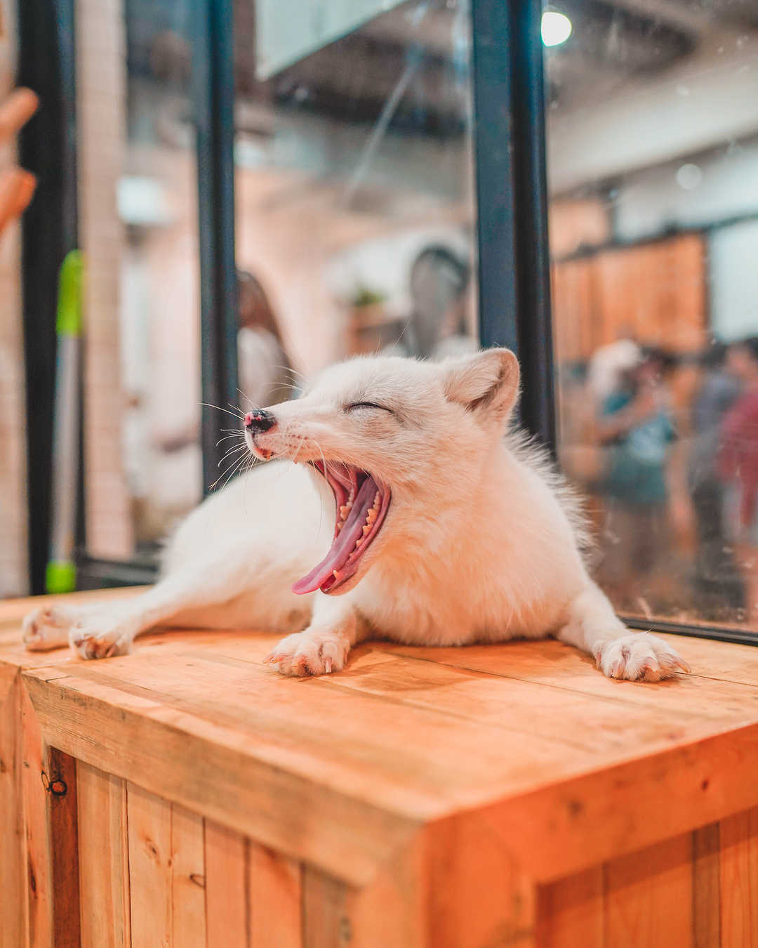 Little Zoo Cafe｜泰國 Thailand 泰國必食 泰國必吃 泰國必到 泰國必去 泰國必買 泰國必掃 泰國自由行 行程 泰國行程包 泰國懶人包 泰國好去處 泰國景點 泰國必到景點 泰國必去景點 泰國美食 泰國交通 泰國攻略 泰國自由行行程 泰國自由行行程推薦 泰國酒店 泰國飯店 泰國酒店推薦 泰國飯店推薦 泰國必住酒店 泰國必住飯店 泰國必食2019 泰國必吃2019 泰國必到2019 泰國必去2019 泰國必買2019 泰國必掃2019 泰國自由行2019 泰國行程2019 泰國行程包2019 泰國懶人包2019 泰國好去處2019 泰國景點2019 泰國必到景點2019 泰國必去景點2019 泰國美食2019 泰國交通2019 泰國攻略2019 泰國自由行行程2019 泰國自由行行程推薦2019 泰國酒店2019 泰國飯店2019 泰國酒店推薦2019 泰國飯店推薦2019 泰國必住酒店2019 泰國必住飯店2019 曼谷 Bangkok 曼谷必食 曼谷必吃 曼谷必到 曼谷必去 曼谷必買 曼谷必掃 曼谷自由行 行程 曼谷行程包 曼谷懶人包 曼谷好去處 曼谷景點 曼谷必到景點 曼谷必去景點 曼谷美食 曼谷交通 曼谷攻略 曼谷自由行行程 曼谷自由行行程推薦 曼谷酒店 曼谷飯店 曼谷酒店推薦 曼谷飯店推薦 曼谷必住酒店 曼谷必住飯店 曼谷必食2019 曼谷必吃2019 曼谷必到2019 曼谷必去2019 曼谷必買2019 曼谷必掃2019 曼谷自由行2019 曼谷行程2019 曼谷行程包2019 曼谷懶人包2019 曼谷好去處2019 曼谷景點2019 曼谷必到景點2019 曼谷必去景點2019 曼谷美食2019 曼谷交通2019 曼谷攻略2019 曼谷自由行行程2019 曼谷自由行行程推薦2019 曼谷酒店2019 曼谷飯店2019 曼谷酒店推薦2019 曼谷飯店推薦2019 曼谷必住酒店2019 曼谷必住飯店2019 TrueLove@Neverland Little Zoo Cafe Caturday Cat Café Rabbito Cafe cafe Corgi in the Garden 動物cafe 泰國動物cafe 曼谷動物cafe 哈士奇cafe 二哈cafe 柯基cafe little zoo cafe預約 little zoo cafe本店 little zoo cafe分店 little zoo cafe facebook little zoo cafe siam menu little zoo cafe booking little-zoo-cafe-bangkok 2019 the animal cafe restaurant dog in town cafe 曼谷貓狗cafe