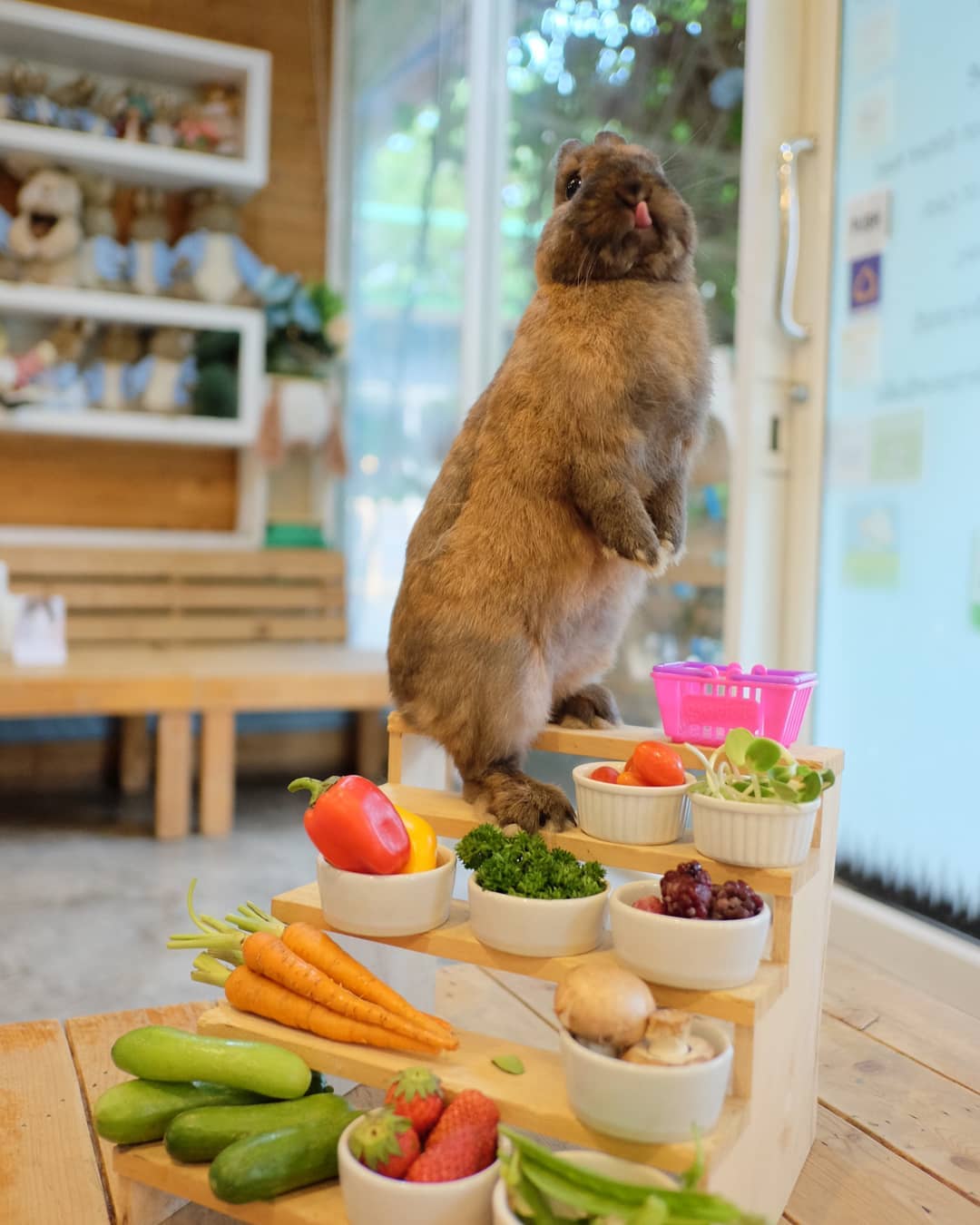 Rabbito Cafe｜泰國 Thailand 泰國必食 泰國必吃 泰國必到 泰國必去 泰國必買 泰國必掃 泰國自由行 行程 泰國行程包 泰國懶人包 泰國好去處 泰國景點 泰國必到景點 泰國必去景點 泰國美食 泰國交通 泰國攻略 泰國自由行行程 泰國自由行行程推薦 泰國酒店 泰國飯店 泰國酒店推薦 泰國飯店推薦 泰國必住酒店 泰國必住飯店 泰國必食2019 泰國必吃2019 泰國必到2019 泰國必去2019 泰國必買2019 泰國必掃2019 泰國自由行2019 泰國行程2019 泰國行程包2019 泰國懶人包2019 泰國好去處2019 泰國景點2019 泰國必到景點2019 泰國必去景點2019 泰國美食2019 泰國交通2019 泰國攻略2019 泰國自由行行程2019 泰國自由行行程推薦2019 泰國酒店2019 泰國飯店2019 泰國酒店推薦2019 泰國飯店推薦2019 泰國必住酒店2019 泰國必住飯店2019 曼谷 Bangkok 曼谷必食 曼谷必吃 曼谷必到 曼谷必去 曼谷必買 曼谷必掃 曼谷自由行 行程 曼谷行程包 曼谷懶人包 曼谷好去處 曼谷景點 曼谷必到景點 曼谷必去景點 曼谷美食 曼谷交通 曼谷攻略 曼谷自由行行程 曼谷自由行行程推薦 曼谷酒店 曼谷飯店 曼谷酒店推薦 曼谷飯店推薦 曼谷必住酒店 曼谷必住飯店 曼谷必食2019 曼谷必吃2019 曼谷必到2019 曼谷必去2019 曼谷必買2019 曼谷必掃2019 曼谷自由行2019 曼谷行程2019 曼谷行程包2019 曼谷懶人包2019 曼谷好去處2019 曼谷景點2019 曼谷必到景點2019 曼谷必去景點2019 曼谷美食2019 曼谷交通2019 曼谷攻略2019 曼谷自由行行程2019 曼谷自由行行程推薦2019 曼谷酒店2019 曼谷飯店2019 曼谷酒店推薦2019 曼谷飯店推薦2019 曼谷必住酒店2019 曼谷必住飯店2019 TrueLove@Neverland Little Zoo Cafe Caturday Cat Café Rabbito Cafe cafe Corgi in the Garden 動物cafe 泰國動物cafe 曼谷動物cafe 哈士奇cafe 二哈cafe 柯基cafe