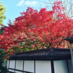 南禪寺‧永觀堂道站 蹴上站 南禪寺 南禪寺紅葉 日本庭園 紅葉 南禪寺 紅葉 京都紅葉2019 京都楓葉2019 京都紅葉景點2019 京都紅葉 景點2019 京都賞楓2019 京都賞楓 景點2019 京都賞楓景點2019 京都夜楓2019 京都夜楓景點2019 京都紅葉 京都楓葉 京都紅葉景點 京都紅葉 景點 京都賞楓 京都賞楓 景點 京都賞楓景點 京都夜楓 京都夜楓景點