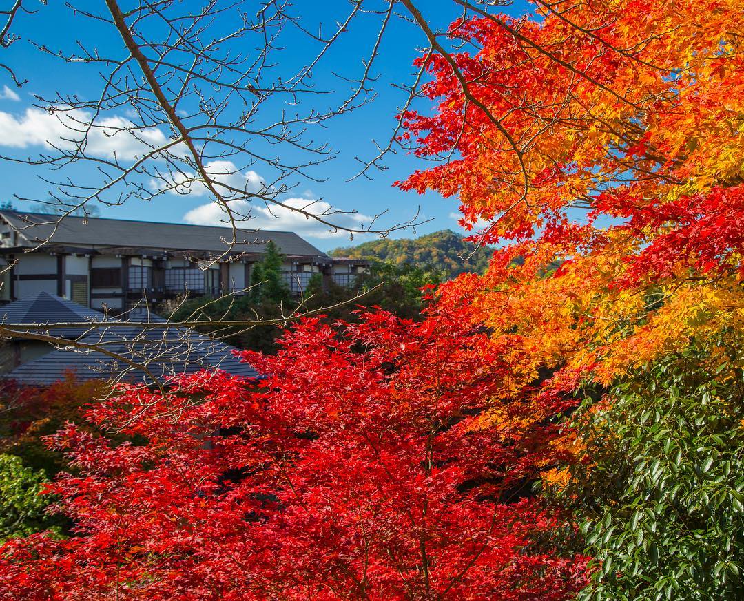 秋天：紅葉｜有馬溫泉古泉閣旅館（Kosenkaku）有馬溫泉 有馬溫泉旅館 有馬溫泉酒店 有馬溫泉飯店 有馬天然溫泉 Arima Onsen 有馬温泉