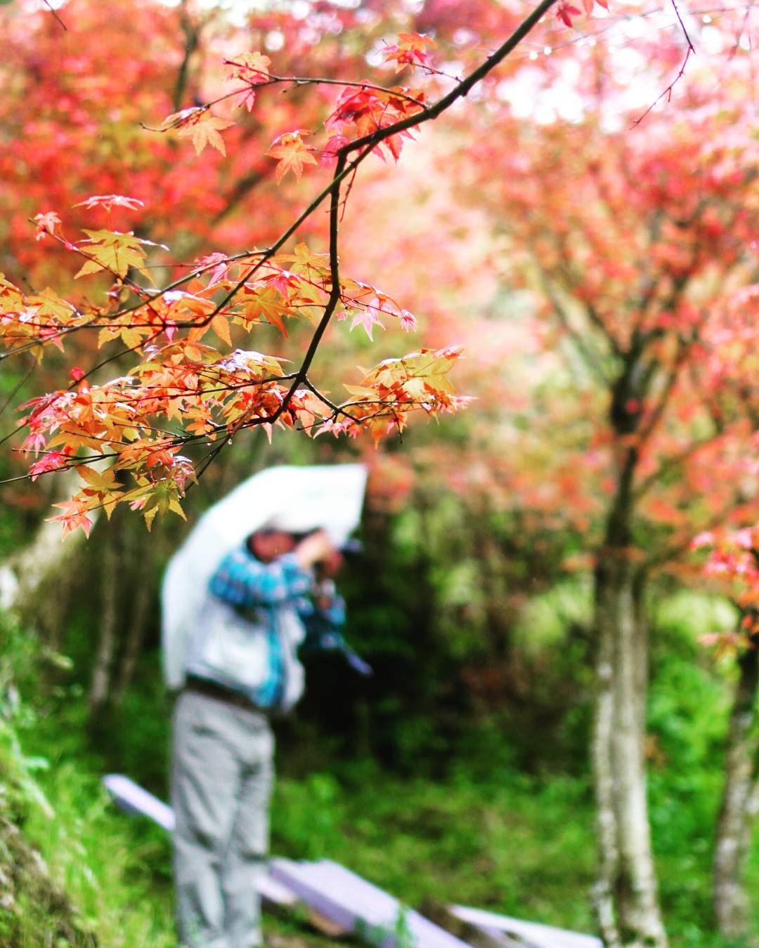 陽明山奧萬大樂活莊園｜台灣 Taiwan 台灣必食 台灣必吃 台灣必到 台灣必去 台灣必買 台灣必掃 台灣自由行 台灣行程 台灣行程包 台灣懶人包 台灣好去處 台灣景點 台灣必到景點 台灣必去景點 台灣美食 台灣交通 台灣攻略 台灣自由行行程 台灣自由行行程推薦 台灣住宿 台灣酒店 台灣飯店 台灣住宿推薦 台灣酒店推薦 台灣飯店推薦 台灣住宿推介 台灣酒店推介 台灣飯店推介 台灣必住酒店 台灣必住飯店 台灣必食2019 台灣必吃2019 台灣必到2019 台灣必去2019 台灣必買2019 台灣必掃2019 台灣自由行2019 台灣行程2019 台灣行程包2019 台灣懶人包2019 台灣好去處2019 台灣景點2019 台灣必到景點2019 台灣必去景點2019 台灣美食2019 台灣交通2019 台灣攻略2019 台灣自由行行程2019 台灣自由行行程推薦2019 台灣住宿2019 台灣酒店2019 台灣飯店2019 台灣住宿推薦2019 台灣酒店推薦2019 台灣飯店推薦2019 台灣住宿推介2019 台灣酒店推介2019 台灣飯店推介2019 台灣必住酒店2019 台灣必住飯店2019 台北 Taipei 台北必食 台北必吃 台北必到 台北必去 台北必買 台北必掃 台北自由行 台北行程 台北行程包 台北懶人包 台北好去處 台北景點 台北必到景點 台北必去景點 台北美食 台北交通 台北攻略 台北自由行行程 台北自由行行程推薦 台北酒店 台北飯店 台北酒店推薦 台北飯店推薦 台北必住酒店 台北必住飯店 台北必食2019 台北必吃2019 台北必到2019 台北必去2019 台北必買2019 台北必掃2019 台北自由行2019 台北行程2019 台北行程包2019 台北懶人包2019 台北好去處2019 台北景點2019 台北必到景點2019 台北必去景點2019 台北美食2019 台北交通2019 台北攻略2019 台北自由行行程2019 台北自由行行程推薦2019 台北酒店2019 台北飯店2019 台北酒店推薦2019 台北飯店推薦2019 台北必住酒店2019 台北必住飯店2019 台中 Taichung 台中必食 台中必吃 台中必到 台中必去 台中必買 台中必掃 台中自由行 台中行程 台中行程包 台中懶人包 台中好去處 台中景點 台中必到景點 台中必去景點 台中美食 台中交通 台中攻略 台中自由行行程 台中自由行行程推薦 台中酒店 台中飯店 台中酒店推薦 台中飯店推薦 台中必住酒店 台中必住飯店 台中必食2019 台中必吃2019 台中必到2019 台中必去2019 台中必買2019 台中必掃2019 台中自由行2019 台中行程2019 台中行程包2019 台中懶人包2019 台中好去處2019 景點2019 台中必到景點2019 必去景點2019 台中美食2019 台中交通2019 台中攻略2019 台中自由行行程2019 台中自由行行程推薦2019 台中酒店2019 台中飯店2019 台中酒店推薦2019 台中飯店推薦2019 台中必住酒店2019 台中必住飯店2019 高雄 Kaohsiung 高雄必食 高雄必吃 高雄必到 高雄必去 高雄必買 高雄必掃 高雄自由行 高雄行程 高雄行程包 高雄懶人包 高雄好去處 高雄景點 高雄必到景點 高雄必去景點 高雄美食 高雄交通 高雄攻略 高雄自由行行程 高雄自由行行程推薦 高雄酒店 高雄飯店 高雄酒店推薦 高雄飯店推薦 高雄必住酒店 高雄必住飯店 高雄必食2019 高雄必吃2019 高雄必到2019 高雄必去2019 高雄必買2019 高雄必掃2019 高雄自由行2019 高雄行程2019 高雄行程包2019 高雄懶人包2019 高雄好去處2019 景點2019 高雄必到景點2019 必去景點2019 高雄美食2019 高雄交通2019 高雄攻略2019 高雄自由行行程2019 高雄自由行行程推薦2019 高雄酒店2019 高雄飯店2019 高雄酒店推薦2019 高雄飯店推薦2019 高雄必住酒店2019 高雄必住飯店2019 花蓮 Kaohsiung 花蓮必食 花蓮必吃 花蓮必到 花蓮必去 花蓮必買 花蓮必掃 花蓮自由行 花蓮行程 花蓮行程包 花蓮懶人包 花蓮好去處 花蓮景點 花蓮必到景點 花蓮必去景點 花蓮美食 花蓮交通 花蓮攻略 花蓮自由行行程 花蓮自由行行程推薦 花蓮酒店 花蓮飯店 花蓮酒店推薦 花蓮飯店推薦 花蓮必住酒店 花蓮必住飯店 花蓮必食2019 花蓮必吃2019 花蓮必到2019 花蓮必去2019 花蓮必買2019 花蓮必掃2019 花蓮自由行2019 花蓮行程2019 花蓮行程包2019 花蓮懶人包2019 花蓮好去處2019 景點2019 花蓮必到景點2019 必去景點2019 花蓮美食2019 花蓮交通2019 花蓮攻略2019 花蓮自由行行程2019 花蓮自由行行程推薦2019 花蓮酒店2019 花蓮飯店2019 花蓮酒店推薦2019 花蓮飯店推薦2019 花蓮必住酒店2019 花蓮必住飯店2019 紅葉 紅葉2019 楓葉 楓葉2019 賞楓 賞楓2019 台灣紅葉 台灣紅葉2019 台灣楓葉 台灣楓葉2019 台灣賞楓 台灣賞楓2019 台北紅葉 台北紅葉2019 台北楓葉 台北楓葉2019 台北賞楓 台北賞楓2019 台中紅葉 台中紅葉2019 台中楓葉 台中楓葉2019 台中賞楓 台中賞楓2019 嘉義 嘉義紅葉 嘉義紅葉2019 嘉義楓葉 嘉義楓葉2019 嘉義賞楓 嘉義賞楓2019 陽明山 陽明山紅葉 陽明山紅葉2019 陽明山楓葉 陽明山楓葉2019 陽明山賞楓 陽明山賞楓2019 阿里山 阿里山紅葉 阿里山紅葉2019 阿里山楓葉 阿里山楓葉2019 阿里山賞楓 阿里山賞楓2019 奧萬大紅葉 奧萬大紅葉2019 奧萬大楓葉 奧萬大楓葉2019 奧萬大賞楓 奧萬大賞楓2019 陽明山國家公園 陽明山國家公園紅葉 陽明山國家公園紅葉2019 陽明山國家公園楓葉 陽明山國家公園楓葉2019 陽明山國家公園賞楓 陽明山國家公園賞楓2019 陽明山奧萬大樂活莊園 陽明山奧萬大樂活莊園紅葉 陽明山奧萬大樂活莊園紅葉2019 陽明山奧萬大樂活莊園楓葉 陽明山奧萬大樂活莊園楓葉2019 陽明山奧萬大樂活莊園賞楓 陽明山奧萬大樂活莊園賞楓2019 武陵農場 武陵農場紅葉 武陵農場紅葉2019 武陵農場楓葉 武陵農場楓葉2019 武陵農場賞楓 武陵農場賞楓2019 杉林溪森林生態渡假園區 杉林溪森林生態渡假園區紅葉 杉林溪森林生態渡假園區紅葉2019 楓葉 杉林溪森林生態渡假園區楓葉2019 杉林溪森林生態渡假園區賞楓 杉林溪森林生態渡假園區賞楓2019 奧萬大國家森林遊樂區 奧萬大國家森林遊樂區紅葉 奧萬大國家森林遊樂區紅葉2019 奧萬大國家森林遊樂區楓葉 奧萬大國家森林遊樂區楓葉2019 奧萬大國家森林遊樂區賞楓 奧萬大國家森林遊樂區賞楓2019 阿里山森林遊樂區 阿里山森林遊樂區紅葉 阿里山森林遊樂區紅葉2019 阿里山森林遊樂區楓葉 阿里山森林遊樂區楓葉2019 阿里山森林遊樂區賞楓 阿里山森林遊樂區賞楓2019 奧萬大樂活莊園紅葉 台北奧萬大樂活莊園菜單 台北奧萬大樂活莊園門票 台北奧萬大樂活莊園交通 台北奧萬大樂活莊園2018 奧萬大樂活莊園11月 台北奧萬大交通公車 台北奧萬大2019 陽明山奧萬大2019