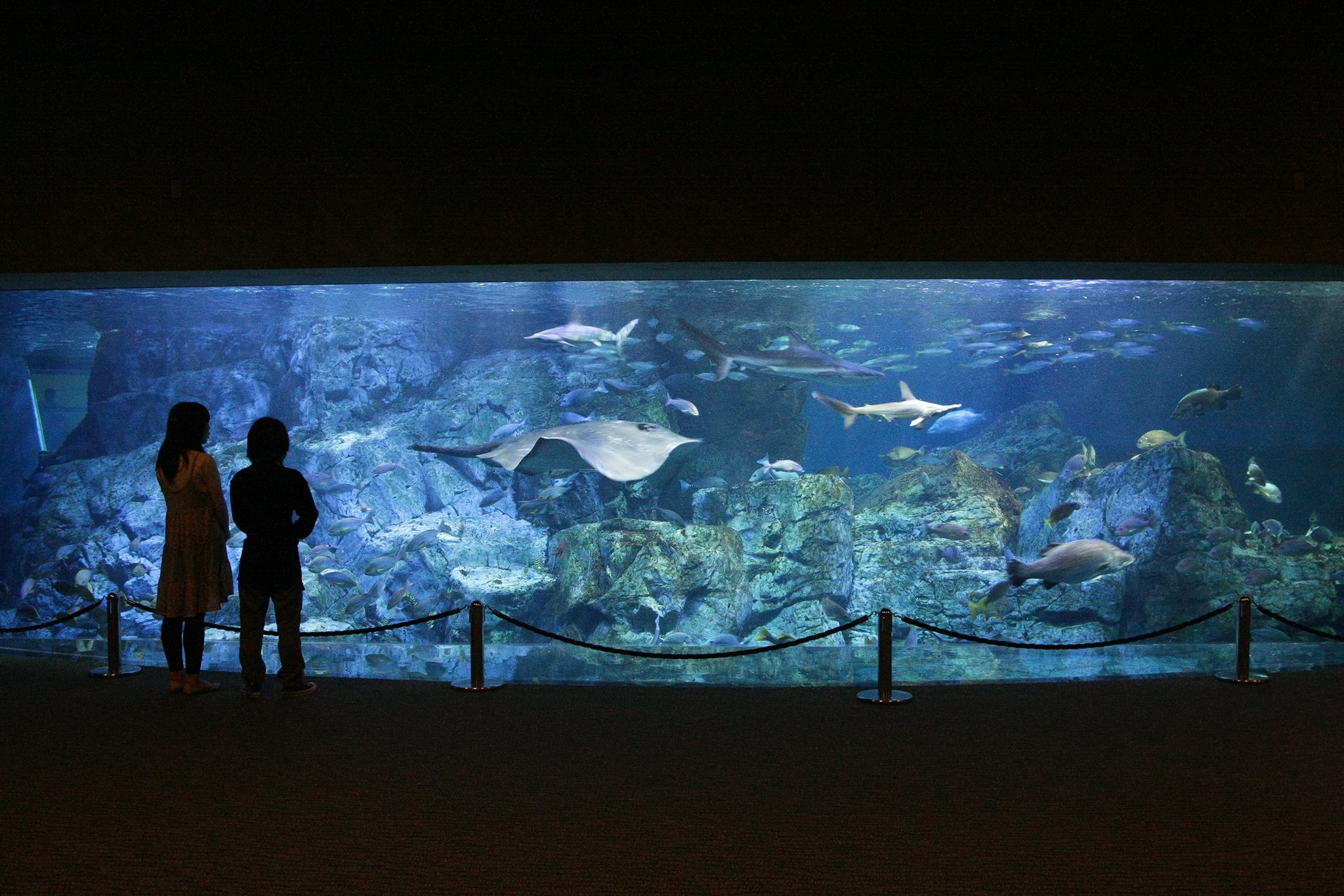 大分海洋宮殿水族館海之卵｜Aquarium Umitamago 大分マリーンパレス水族館 「うみたまご」大分景點 大分水族館 阿蘇男孩號 Limited Express  Aso Boy  特急 あそぼーい  九州必玩 九州景點  鐵道迷 九州觀光列車  九州觀光鐵道  JR九州 九州JR Pass JR南九州Pass JR北九州Pass