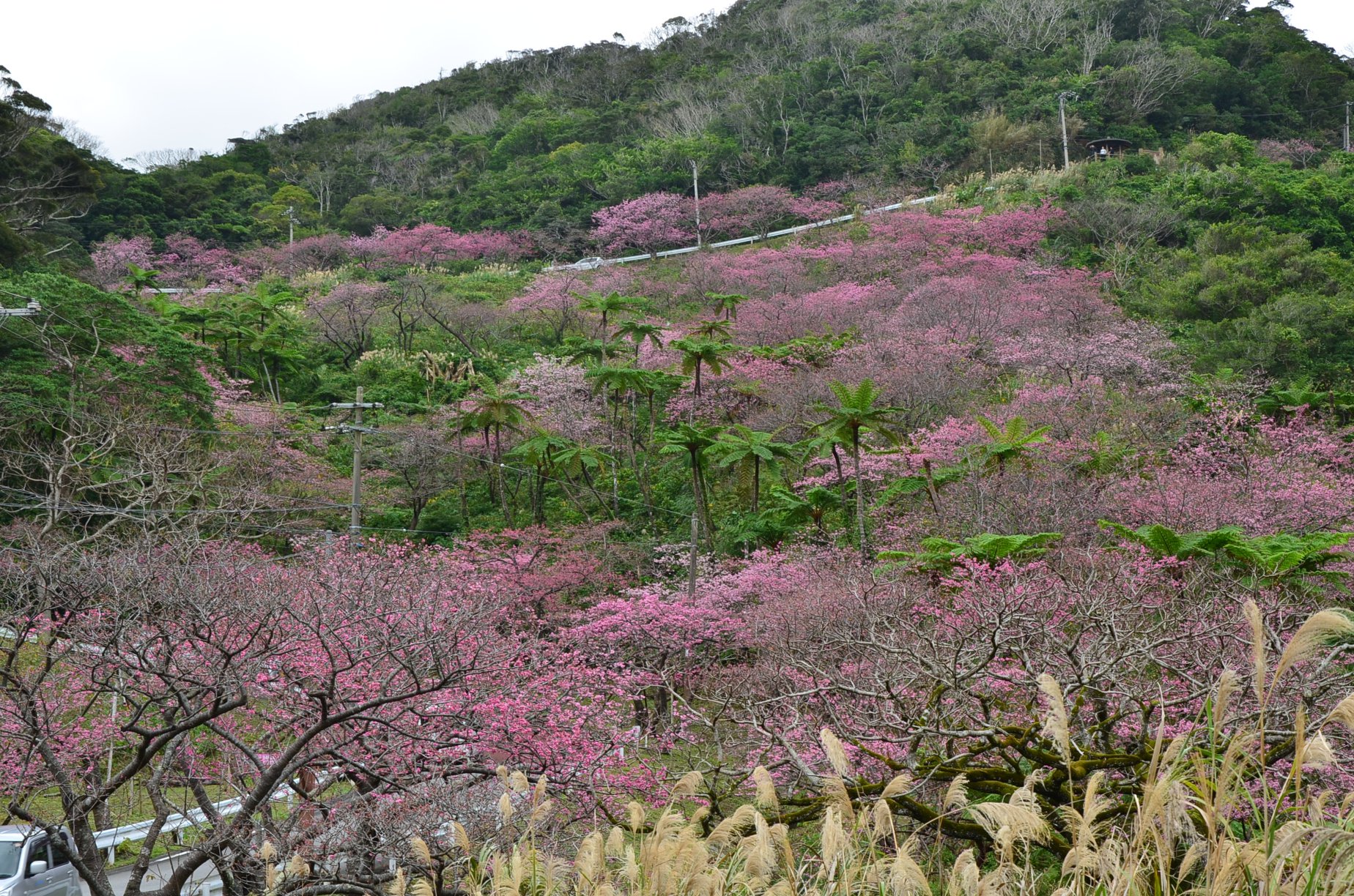 本部八重岳櫻花祭（もとぶ八重岳桜まつり）｜沖繩冬天 沖繩好去處 沖繩櫻花 沖繩景點 沖繩1月 沖繩2月 沖繩櫻花祭 八重岳櫻花祭 沖繩本部櫻花祭