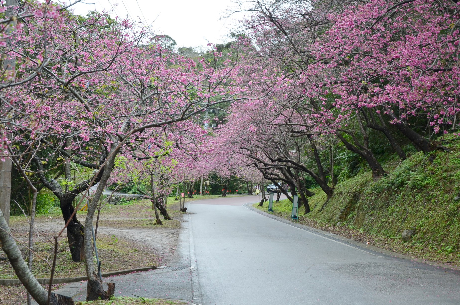 本部八重岳櫻花祭（もとぶ八重岳桜まつり）｜沖繩冬天 沖繩好去處 沖繩櫻花 沖繩景點 沖繩1月 沖繩2月 沖繩櫻花祭 八重岳櫻花祭 沖繩本部櫻花祭