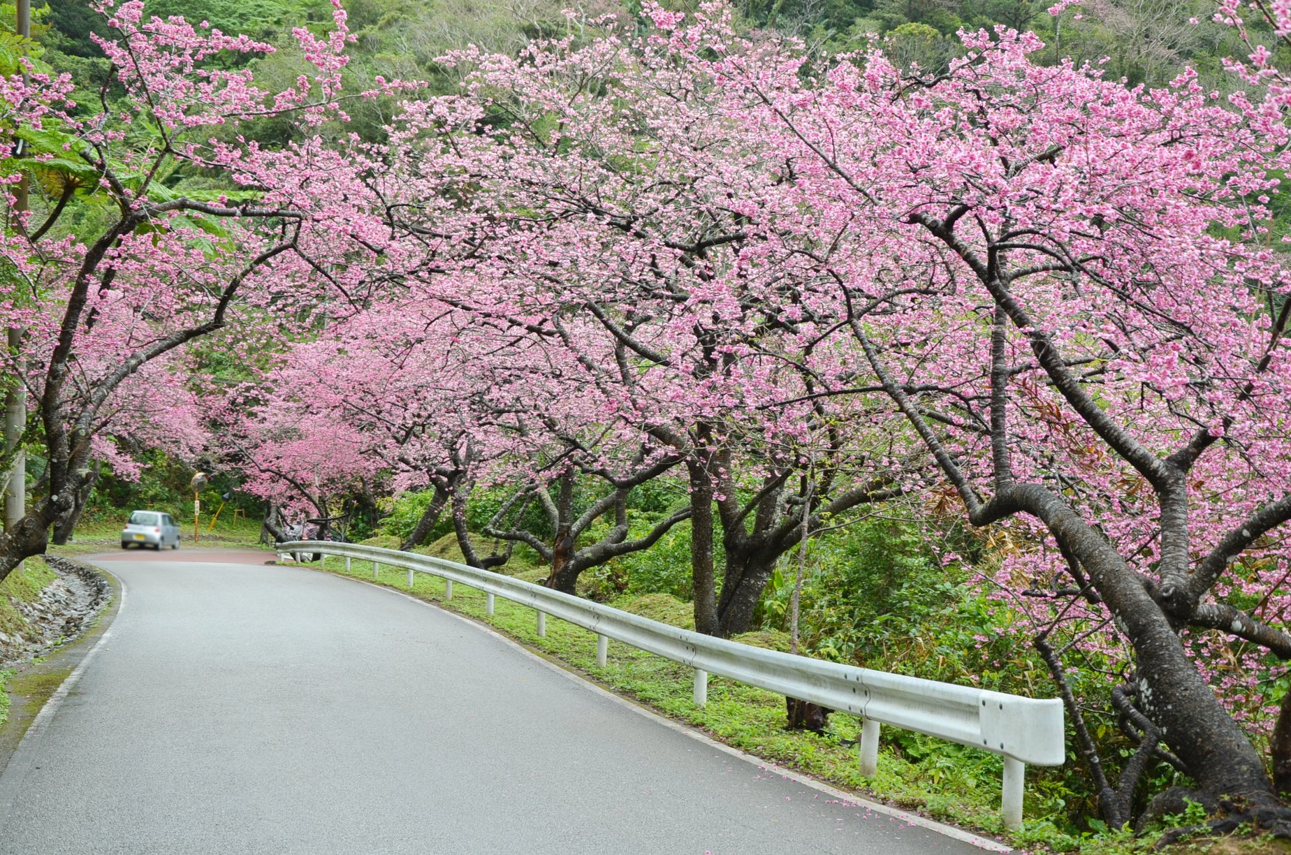 本部八重岳櫻花祭（もとぶ八重岳桜まつり）｜沖繩冬天 沖繩好去處 沖繩櫻花 沖繩景點 沖繩1月 沖繩2月 沖繩櫻花祭 八重岳櫻花祭 沖繩本部櫻花祭