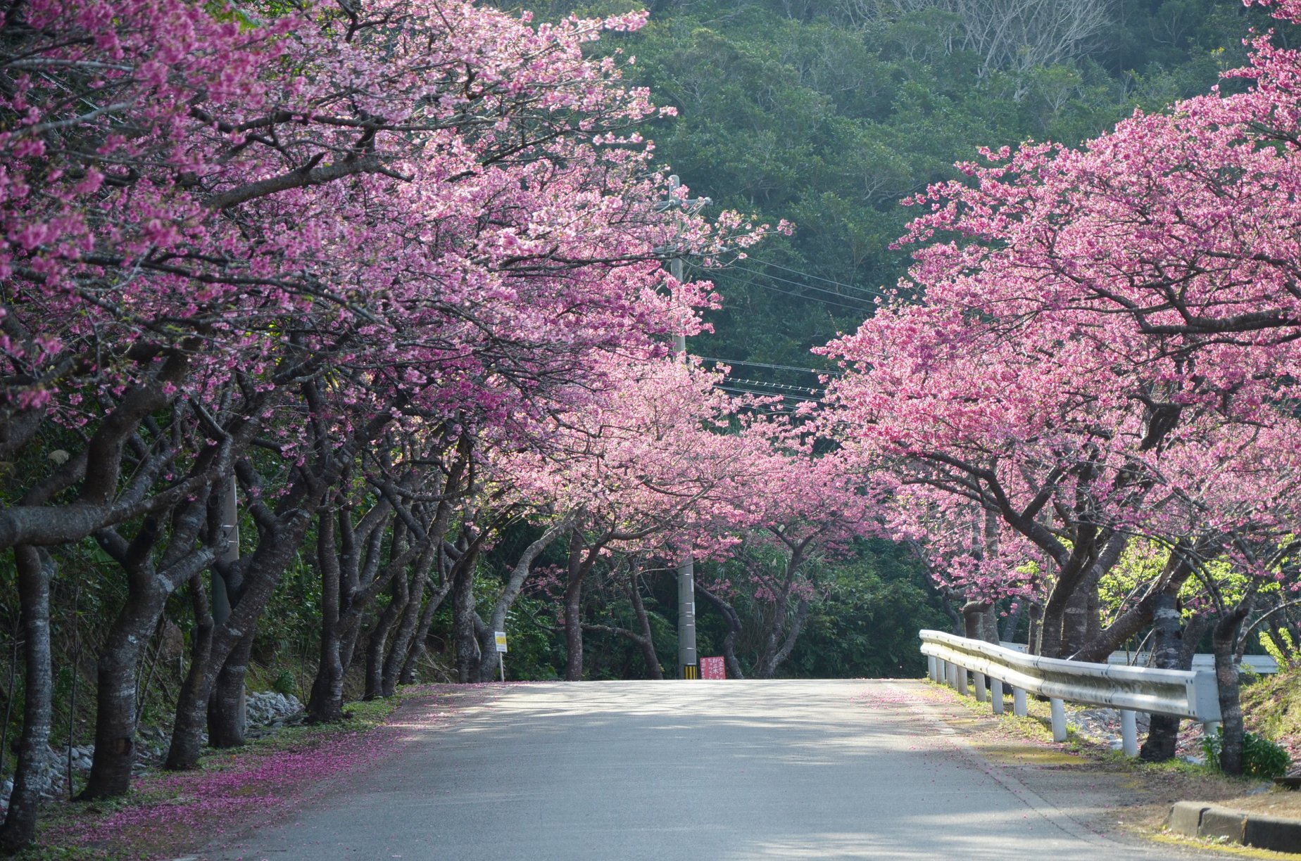 本部八重岳櫻花祭（もとぶ八重岳桜まつり）｜沖繩冬天 沖繩好去處 沖繩櫻花 沖繩景點 沖繩1月 沖繩2月 沖繩櫻花祭 八重岳櫻花祭 沖繩本部櫻花祭