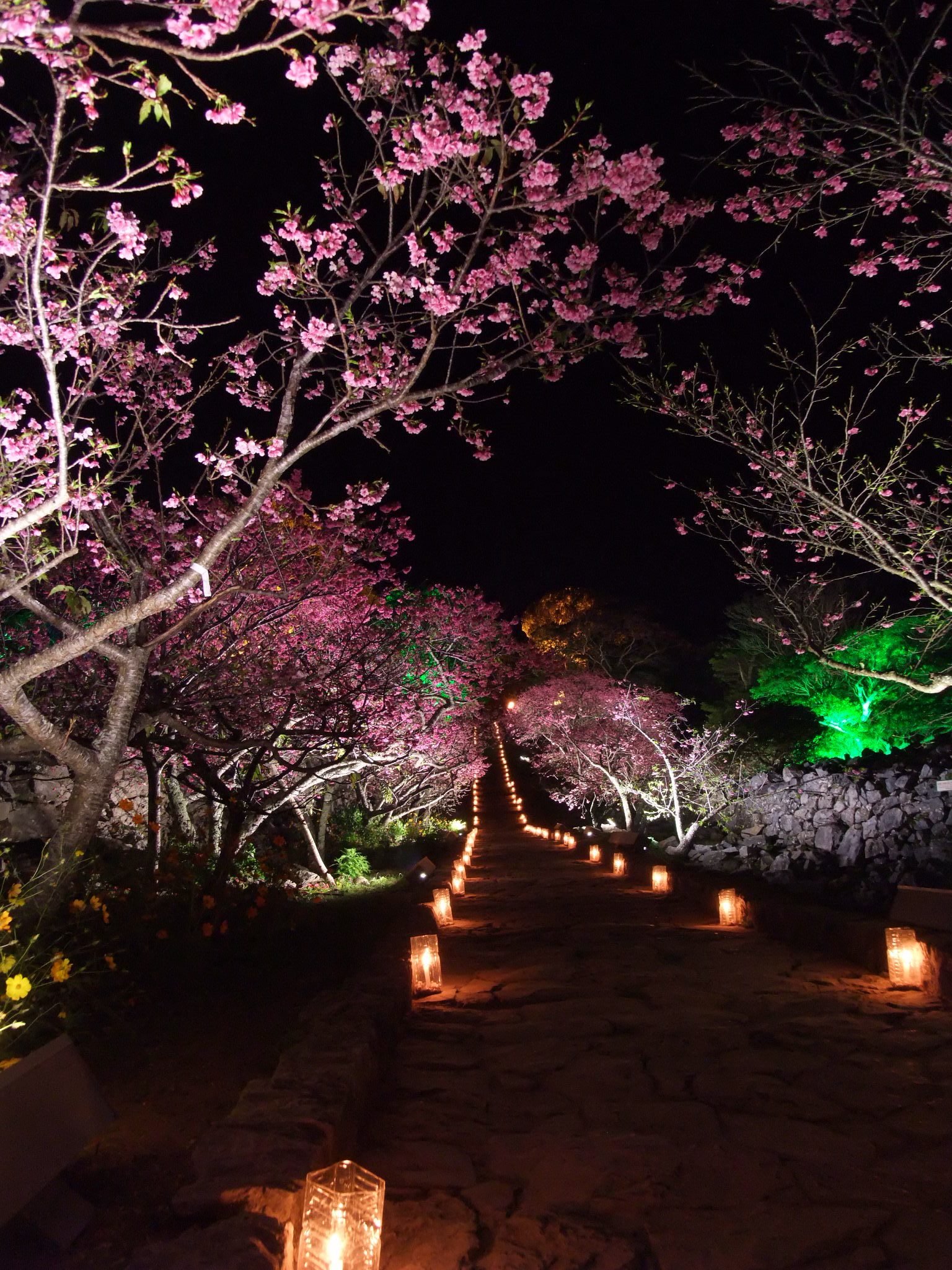 今歸仁城跡櫻花祭（今帰仁グスク桜まつり）｜沖繩冬天 沖繩好去處 沖繩櫻花 沖繩景點 沖繩1月 沖繩2月 沖繩櫻花祭 八重岳櫻花祭 沖繩本部櫻花祭