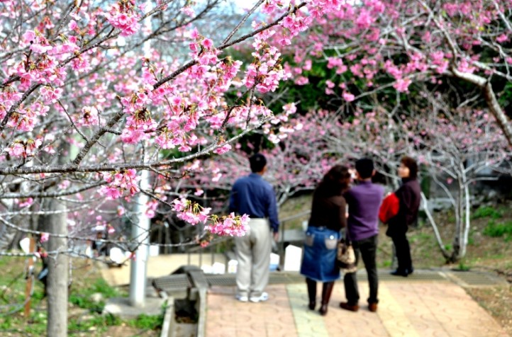 八重瀨櫻花祭（やえせ桜まつり）｜沖繩冬天 沖繩好去處 沖繩櫻花 沖繩景點 沖繩1月 沖繩2月 沖繩櫻花祭 八重岳櫻花祭 沖繩本部櫻花祭