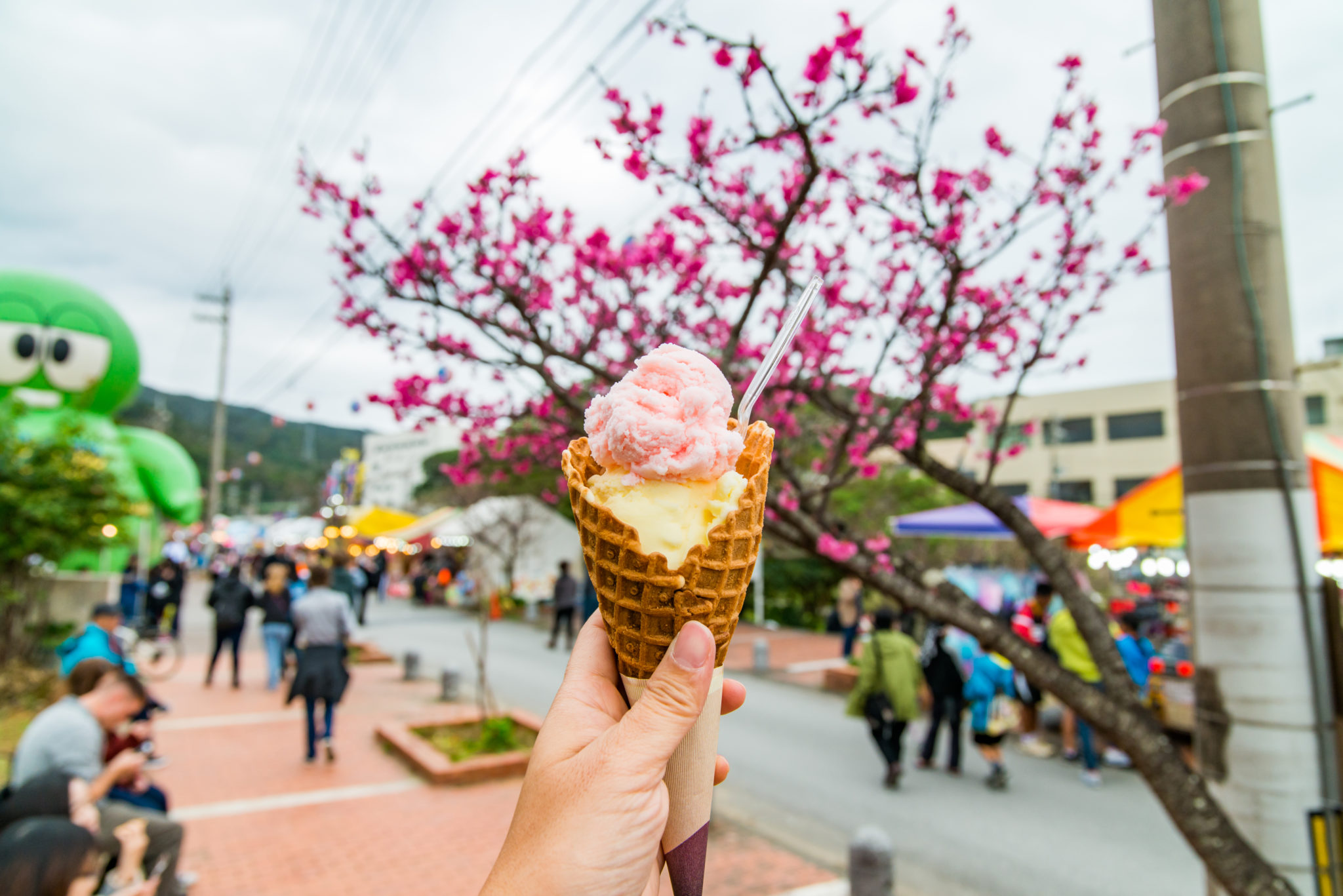 名護櫻花祭（名護さくら祭り）｜沖繩冬天 沖繩好去處 沖繩櫻花 沖繩景點 沖繩1月 沖繩2月 沖繩櫻花祭 八重岳櫻花祭 沖繩本部櫻花祭