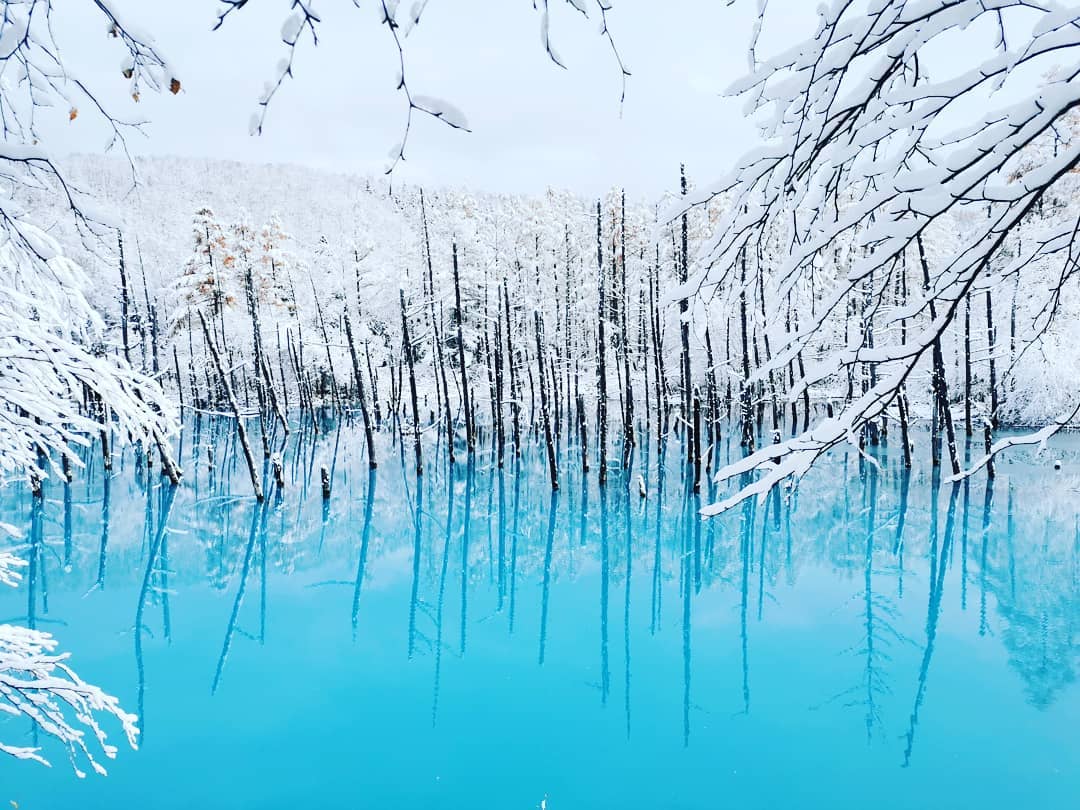 青池 (青い池)｜北海道行程 北海道景點 北海道不自駕 美瑛景點 美瑛必去 美瑛必玩 美瑛行程