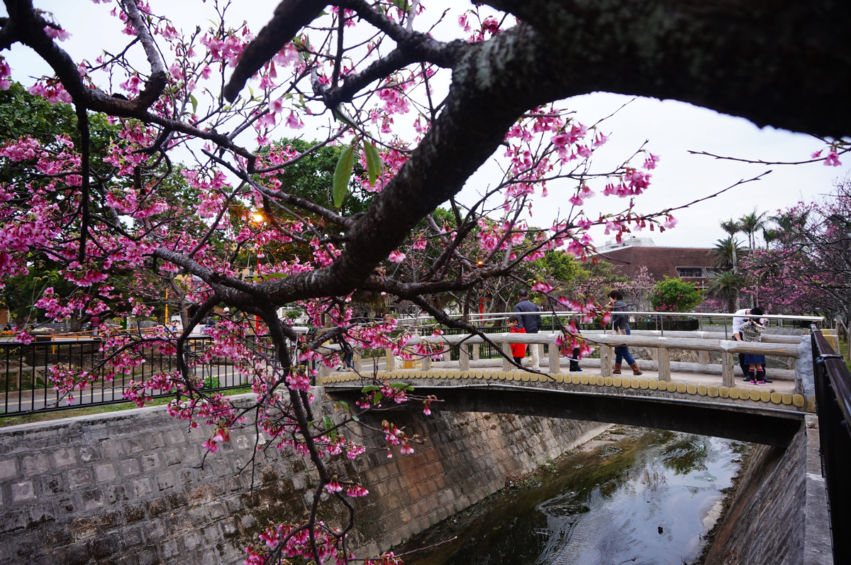 那霸櫻花祭（なはさくらまつり）｜沖繩冬天 沖繩好去處 沖繩櫻花 沖繩景點 沖繩1月 沖繩2月 沖繩櫻花祭 八重岳櫻花祭 沖繩本部櫻花祭