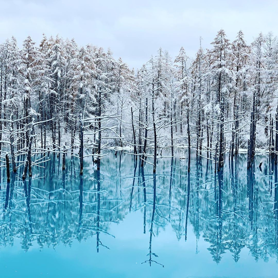 青池 (青い池)｜北海道行程 北海道景點 北海道不自駕 美瑛景點 美瑛必去 美瑛必玩 美瑛行程