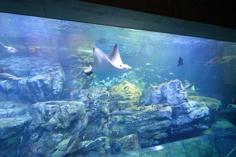 大分海洋宮殿水族館海之卵｜Aquarium Umitamago 大分マリーンパレス水族館 「うみたまご」大分景點 大分水族館 阿蘇男孩號 Limited Express  Aso Boy  特急 あそぼーい  九州必玩 九州景點  鐵道迷 九州觀光列車  九州觀光鐵道  JR九州 九州JR Pass JR南九州Pass JR北九州Pass