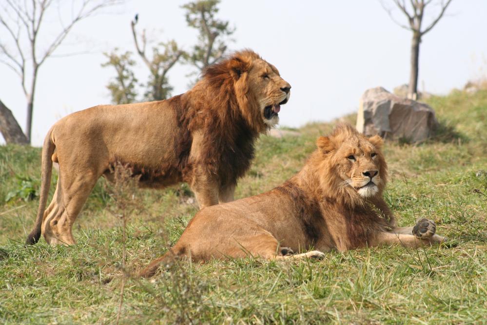 九州自然動物園｜African Safari アフリカン　サファリ 九州親子景點 九州親子遊 大分景點 大分必玩 大分必食 大分必玩 九州必玩 九州景點  鐵道迷 九州觀光列車  九州觀光鐵道  JR九州 九州JR Pass JR南九州Pass JR北九州Pass