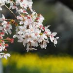 日本 Japan 日本必食 日本必吃 日本必到 日本必去 日本必買 日本必掃 日本自由行 日本行程 日本行程包 日本懶人包 日本好去處 日本景點 日本必到景點 日本美食 日本交通 日本攻略 日本自由行行程 日本自由行行程推薦 日本酒店 日本飯店 日本住宿 日本酒店推薦 日本飯店推薦 日本必住酒店 日本必住飯店 日本必食2019 日本必吃2019 日本必到2019 日本必去2019 日本必買2019 日本必掃2019 日本自由行2019 日本行程2019 日本行程包2019 日本懶人包2019 日本好去處2019 日本景點2019 日本必到景點2019 日本必去景點2019 日本美食2019 日本交通2019 日本攻略2019 日本自由行行程2019 日本自由行行程推薦2019 日本酒店2019 日本飯店2019 日本酒店推薦2019 日本飯店推薦2019 日本必住酒店2019 日本必住飯店2019 日本住宿2019 日本必食2020 日本必吃2020 日本必到2020 日本必去2020 日本必買2020 日本必掃2020 日本自由行2020 日本行程2020 日本行程包2020 日本懶人包2020 日本好去處2020 日本景點2020 日本必到景點2020 日本美食2020 日本交通2020 日本攻略2020 日本自由行行程2020 日本自由行行程推薦2020 日本酒店2020 日本飯店2020 日本住宿2020 日本酒店推薦2020 女飯店推薦2020 日本必住酒店2020 日本必住飯店2020 九州 Kyushu 九州必食 九州必吃 九州必到 九州必去 九州必買 九州必掃 九州自由行 行程 九州行程包 九州懶人包 九州好去處 九州景點 九州必到景點 九州美食 九州交通 九州攻略 九州自由行行程 九州自由行行程推薦 九州酒店 九州飯店 九州住宿 九州酒店推薦 九州飯店推薦 九州必住酒店 九州必住飯店 九州必食2019 九州必吃2019 九州必到2019 九州必去2019 九州必買2019 九州必掃2019 九州自由行2019 九州行程2019 九州行程包2019 九州懶人包2019 九州好去處2019 九州景點2019 九州必到景點2019 九州必去景點2019 九州美食2019 九州交通2019 九州攻略2019 九州自由行行程2019 九州自由行行程推薦2019 九州酒店2019 九州飯店2019 九州酒店推薦2019 九州飯店推薦2019 九州必住酒店2019 九州必住飯店2019 九州住宿2019 九州必食2020 九州必吃2020 九州必到2020 九州必去2020 九州必買2020 九州必掃2020 九州自由行2020 九州行程2020 九州行程包2020 九州懶人包2020 九州好去處2020 九州景點2020 九州必到景點2020 九州美食2020 九州交通2020 九州攻略2020 九州自由行行程2020 九州自由行行程推薦2020 九州酒店2020 九州飯店2020 九州住宿2020 九州酒店推薦2020 九州飯店推薦2020 九州必住酒店2020 九州必住飯店2020 大分 Oita 大分必食 大分必吃 大分必到 大分必去 大分必買 大分必掃 大分自由行 大分行程 大分行程包 大分懶人包 大分好去處 大分景點 大分必到景點 大分美食 大分交通 大分攻略 大分自由行行程 大分自由行行程推薦 大分酒店 大分飯店 大分住宿 大分酒店推薦 大分飯店推薦 大分必住酒店 大分必住飯店 大分必食2019 大分必吃2019 大分必到2019 大分必去2019 大分必買2019 大分必掃2019 大分自由行2019 大分行程2019 大分行程包2019 大分懶人包2019 大分好去處2019 大分景點2019 大分必到景點2019 大分必去景點2019大分 美食2019 大分交通2019 大分攻略2019 大分自由行行程2019 大分自由行行程推薦2019 大分酒店2019大分 飯店2019 大分酒店推薦2019 大分飯店推薦2019 大分必住酒店2019 大分必住飯店2019 大分住宿2019 大分必食2020 大分必吃2020 大分必到2020 大分必去2020 大分必買2020 大分必掃2020 大分自由行2020 大分行程2020 大分行程包2020 大分懶人包2020 大分好去處2020 大分景點2020 大分必到景點2020 大分美食2020 大分交通2020 大分攻略2020 大分自由行行程2020 大分自由行行程推薦2020 大分酒店2020 大分飯店2020 大分住宿2020 大分酒店推薦2020 大分飯店推薦2020 大分必住酒店2020 大分必住飯店2020 鹿兒島 Kagoshima 鹿兒島必食 鹿兒島必吃 鹿兒島必到 鹿兒島必去 鹿兒島必買 鹿兒島必掃 鹿兒島自由行 鹿兒島行程 鹿兒島行程包 鹿兒島懶人包 鹿兒島好去處 鹿兒島景點 鹿兒島必到景點 鹿兒島美食 鹿兒島交通 鹿兒島攻略 鹿兒島自由行行程鹿兒島 自由行行程推薦 鹿兒島酒店 鹿兒島飯店 鹿兒島住宿 鹿兒島酒店推薦 鹿兒島飯店推薦 鹿兒島必住酒店 鹿兒島必住飯店 鹿兒島必食2019 鹿兒島必吃2019 鹿兒島必到2019 鹿兒島必去2019 鹿兒島必買2019 鹿兒島必掃2019 鹿兒島自由行2019 鹿兒島行程2019 鹿兒島行程包2019 鹿兒島懶人包2019 鹿兒島好去處2019 鹿兒島景點2019 鹿兒島必到景點2019 鹿兒島必去景點2019 鹿兒島美食2019 鹿兒島交通2019 鹿兒島攻略2019 鹿兒島自由行行程2019 鹿兒島自由行行程推薦2019 鹿兒島酒店2019 鹿兒島飯店2019 鹿兒島酒店推薦2019 鹿兒島飯店推薦2019 鹿兒島必住酒店2019 鹿兒島必住飯店2019 鹿兒島住宿2019 鹿兒島必食2020 鹿兒島必吃2020 鹿兒島必到2020 鹿兒島必去2020 鹿兒島必買2020 鹿兒島必掃2020 鹿兒島自由行2020 鹿兒島行程2020 鹿兒島行程包2020 鹿兒島懶人包2020 鹿兒島好去處2020 鹿兒島景點2020 鹿兒島必到景點2020 鹿兒島美食2020 鹿兒島交通2020 鹿兒島攻略2020 鹿兒島自由行行程2020 鹿兒島自由行行程推薦2020 鹿兒島酒店2020鹿兒島飯店2020 鹿兒島住宿2020 鹿兒島酒店推薦2020 鹿兒島飯店推薦2020 鹿兒島必住酒店2020 鹿兒島必住飯店2020 長崎 Nagasaki 長崎必食長崎 必吃 長崎必到 長崎必去 長崎必買 長崎必掃 長崎自由行 長崎行程 長崎行程包 長崎懶人包 長崎好去處 長崎景點 長崎必到景點 長崎美食 長崎交通 長崎攻略 長崎自由行行程 長崎自由行行程推薦 長崎酒店 長崎飯店 長崎住宿 長崎酒店推薦 長崎飯店推薦 長崎必住酒店 長崎必住飯店 長崎必食2019 長崎必吃2019 長崎必到2019 長崎必去2019 長崎必買2019 長崎必掃2019 長崎自由行2019 長崎行程2019 長崎行程包2019 長崎懶人包2019 長崎好去處2019 長崎景點2019 長崎必到景點2019 長崎必去景點2019 長崎美食2019 長崎交通2019 長崎攻略2019 長崎自由行行程2019 長崎自由行行程推薦2019 長崎酒店2019 長崎飯店2019 長崎酒店推薦2019 長崎飯店推薦2019 長崎必住酒店2019 長崎必住飯店2019 長崎住宿2019 長崎必食2020 長崎必吃2020 長崎必到2020 長崎必去2020 長崎必買2020 長崎必掃2020 長崎自由行2020 長崎行程2020 長崎行程包2020 長崎懶人包2020 長崎好去處2020 長崎景點2020 長崎必到景點2020 長崎美食2020 長崎交通2020 長崎攻略2020 長崎自由行行程2020 長崎自由行行程推薦2020 長崎酒店2020 長崎飯店2020 長崎住宿2020 長崎酒店推薦2020 長崎飯店推薦2020 長崎必住酒店2020 長崎必住飯店2020 福岡 Hakata 福岡必食 福岡必吃 福岡必到 福岡必去 福岡必買 福岡必掃 福岡自由行 福岡行程 福岡行程包 福岡懶人包 福岡好去處 福岡景點 福岡必到景點 福岡美食 福岡交通 福岡攻略 福岡自由行行程 福岡自由行行程推薦 福岡酒店 福岡飯店 福岡住宿 福岡酒店推薦 福岡飯店推薦 福岡必住酒店 福岡必住飯店 福岡必食2019 福岡必吃2019 福岡必到2019 福岡必去2019 福岡必買2019 福岡必掃2019 福岡自由行2019 福岡行程2019 福岡行程包2019 福岡懶人包2019 福岡好去處2019 福岡景點2019 福岡必到景點2019 福岡必去景點2019 福岡美食2019 福岡交通2019 福岡攻略2019 福岡自由行行程2019 福岡自由行行程推薦2019 福岡酒店2019 福岡飯店2019 福岡酒店推薦2019 福岡飯店推薦2019 福岡必住酒店2019 福岡必住飯店2019 福岡住宿2019 福岡必食2020 福岡必吃2020 福岡必到2020 福岡必去2020 福岡必買2020 福岡必掃2020 福岡自由行2020 福岡行程2020 福岡行程包2020 福岡懶人包2020 福岡好去處2020 福岡景點2020 福岡必到景點2020 福岡美食2020 福岡交通2020 福岡攻略2020 福岡自由行行程2020 福岡自由行行程推薦2020 福岡酒店2020 福岡飯店2020 福岡住宿2020 福岡酒店推薦2020 福岡飯店推薦2020 福岡必住酒店2020 福岡必住飯店2020 熊本 Kumamoto 熊本必食 熊本必吃 熊本必到 熊本必去 熊本必買 熊本必掃 熊本自由行 熊本行程 熊本行程包 熊本懶人包 熊本好去處 熊本景點 熊本必到景點 熊本美食 熊本交通 熊本攻略 熊本自由行行程 熊本自由行行程推薦 熊本酒店 熊本飯店 熊本住宿 熊本酒店推薦 熊本飯店推薦 熊本必住酒店 熊本必住飯店 熊本必食2019 熊本必吃2019 熊本必到2019 熊本必去2019 熊本必買2019 熊本必掃2019 熊本自由行2019 熊本行程2019 熊本行程包2019 熊本懶人包2019 熊本好去處2019 熊本景點2019 熊本必到景點2019 熊本必去景點2019 熊本美食2019 熊本交通2019 熊本攻略2019 熊本自由行行程2019 熊本自由行行程推薦2019 熊本酒店2019 熊本飯店2019 熊本酒店推薦2019 熊本飯店推薦2019 熊本必住酒店2019 熊本必住飯店2019 住宿2019 熊本必食2020 熊本必吃2020 熊本必到2020 熊本必去2020 熊本必買2020 熊本必掃2020 熊本自由行2020 熊本行程2020 熊本行程包2020 熊本懶人包2020 熊本好去處2020 熊本景點2020 熊本必到景點2020 熊本美食2020 熊本交通2020 熊本攻略2020 熊本自由行行程2020 熊本自由行行程推薦2020 熊本酒店2020 熊本飯店2020 熊本住宿2020 熊本酒店推薦2020 熊本飯店推薦2020 熊本必住酒店2020 熊本必住飯店2020 佐賀 Saga 佐賀必食 佐賀必吃 佐賀必到 佐賀必去 佐賀必買 佐賀必掃 佐賀自由行 佐賀行程 佐賀行程包 佐賀懶人包 佐賀好去處 佐賀景點 佐賀必到景點 佐賀美食 佐賀交通 佐賀攻略 佐賀自由行行程 佐賀自由行行程推薦 佐賀酒店 佐賀飯店 佐賀住宿 佐賀酒店推薦 佐賀飯店推薦 佐賀必住酒店 佐賀必住飯店 佐賀必食2019 佐賀必吃2019 佐賀必到2019 佐賀必去2019 佐賀必買2019 佐賀必掃2019 佐賀自由行2019 佐賀行程2019 佐賀行程包2019 佐賀懶人包2019 佐賀好去處2019 佐賀景點2019 佐賀必到景點2019 佐賀必去景點2019 佐賀美食2019 佐賀交通2019 佐賀攻略2019 佐賀自由行行程2019 佐賀自由行行程推薦2019 佐賀酒店2019 佐賀飯店2019 佐賀酒店推薦2019 佐賀飯店推薦2019 佐賀必住酒店2019 佐賀必住飯店2019 佐賀住宿2019 佐賀必食2020 佐賀必吃2020 佐賀必到2020 佐賀必去2020 佐賀必買2020 佐賀必掃2020 佐賀自由行2020 佐賀行程2020 佐賀行程包2020 佐賀懶人包2020 佐賀好去處2020 佐賀景點2020 佐賀必到景點2020 佐賀美食2020 佐賀交通2020 佐賀攻略2020 佐賀自由行行程2020 佐賀自由行行程推薦2020 佐賀酒店2020 佐賀飯店2020 佐賀住宿2020 佐賀酒店推薦2020 佐賀飯店推薦2020 佐賀必住酒店2020 佐賀必住飯店2020 宮崎 Miyazaki 宮崎必食 宮崎必吃 宮崎必到 宮崎必去 宮崎必買 宮崎必掃 宮崎自由行 宮崎行程 宮崎行程包 宮崎懶人包 宮崎好去處 宮崎景點 宮崎必到景點 宮崎美食 宮崎交通 宮崎攻略 宮崎自由行行程 宮崎自由行行程推薦 宮崎酒店 宮崎飯店 宮崎住宿 宮崎酒店推薦 宮崎飯店推薦 宮崎必住酒店 宮崎必住飯店 宮崎必食2019 宮崎必吃2019 宮崎必到2019 宮崎必去2019 宮崎必買2019 宮崎必掃2019 宮崎自由行2019 宮崎行程2019 宮崎行程包2019 宮崎懶人包2019 宮崎好去處2019 宮崎景點2019 宮崎必到景點2019 宮崎必去景點2019 宮崎美食2019 宮崎交通2019 宮崎攻略2019 宮崎自由行行程2019 宮崎自由行行程推薦2019 宮崎酒店2019 宮崎飯店2019 宮崎酒店推薦2019 宮崎飯店推薦2019 宮崎必住酒店2019 宮崎必住飯店2019 宮崎住宿2019 宮崎必食2020 宮崎必吃2020 宮崎必到2020 宮崎必去2020 宮崎必買2020 宮崎必掃2020 宮崎自由行2020 宮崎行程2020 宮崎行程包2020 宮崎懶人包2020 宮崎好去處2020 宮崎景點2020 宮崎必到景點2020 宮崎美食2020 宮崎交通2020 宮崎攻略2020 宮崎自由行行程2020 宮崎自由行行程推薦2020 宮崎酒店2020 宮崎飯店2020 宮崎住宿2020 宮崎酒店推薦2020 宮崎飯店推薦2020 宮崎必住酒店2020 宮崎必住飯店2020 舞鶴公園 西公園 甘木公園 丸山公園 淺井的一本櫻 浅井の一本桜 秋月杉之馬場 秋月杉の馬場 小倉城勝山公園 勝山公園 一心行大櫻 一心行の大桜 水前寺成趣園 仙巖園 仙巌園 御船山樂園 御船山楽園 小城公園 母智丘公園 岡城跡 大村公園 日本櫻花 日本櫻花景點 日本賞櫻 日本櫻花攻略 日本賞櫻攻略 日本櫻花2020 日本櫻花景點2020 日本賞櫻2020 日本櫻花攻略2020 日本賞櫻攻略2020 福岡櫻花 福岡櫻花景點 福岡賞櫻 福岡櫻花攻略 福岡賞櫻攻略 福岡櫻花2020 福岡櫻花景點2020 福岡賞櫻2020 福岡櫻花攻略2020 福岡賞櫻攻略2020 熊本櫻花 熊本櫻花景點 熊本賞櫻 熊本櫻花攻略 熊本賞櫻攻略 熊本櫻花2020 熊本櫻花景點2020 熊本賞櫻2020 熊本櫻花攻略2020 熊本賞櫻攻略2020 鹿兒島櫻花 鹿兒島櫻花景點 鹿兒島賞櫻 鹿兒島櫻花攻略 鹿兒島賞櫻攻略 鹿兒島櫻花2020 鹿兒島櫻花景點2020 鹿兒島賞櫻2020 鹿兒島櫻花攻略2020 鹿兒島賞櫻攻略2020 佐賀櫻花 佐賀櫻花景點 佐賀賞櫻 佐賀櫻花攻略 佐賀賞櫻攻略 佐賀櫻花2020 佐賀櫻花景點2020 佐賀賞櫻2020 佐賀櫻花攻略2020 佐賀賞櫻攻略2020 宮崎櫻花 宮崎櫻花景點 宮崎賞櫻 宮崎櫻花攻略 宮崎賞櫻攻略 宮崎櫻花2020 宮崎櫻花景點2020 宮崎賞櫻2020 宮崎櫻花攻略2020 宮崎賞櫻攻略2020 大分櫻花 大分櫻花景點 大分賞櫻 大分櫻花攻略 大分賞櫻攻略 大分櫻花2020 大分櫻花景點2020 大分賞櫻2020 大分櫻花攻略2020 大分賞櫻攻略2020 長崎櫻花 長崎櫻花景點 長崎賞櫻 長崎櫻花攻略 長崎賞櫻攻略 長崎櫻花2020 長崎櫻花景點2020 長崎賞櫻2020 長崎櫻花攻略2020 長崎賞櫻攻略2020 舞鶴公園2019 舞鶴公園楓葉 舞鶴公園櫻花 舞鶴公園紅葉 舞鶴公園9月 舞鶴公園1月 舞鶴公園夜櫻 舞鶴公園交通 舞鶴公園12月 舞鶴公園英文 西公園櫻花2019 西公園仙台 西公園紅葉 福岡西公園櫻花 舞鶴公園 大濠公園 西公園交通 大濠公園美食 福岡城大濠公園 博多到大濠公園 甘木公園櫻花 甘木公園交通 舞鶴公園 福岡櫻花時間 舞鶴公園櫻花2019 福岡賞櫻時間 甘木觀光巴士 福岡櫻花2020 舞鶴公園夜櫻 福岡賞櫻2019 福岡櫻花時間 福岡櫻花2019 福岡櫻花祭 長崎櫻花2019 岡山櫻花2019 福岡絕景 櫻花季節 輕井澤櫻花 青森櫻花2019 日光櫻花2019 秋月日本 秋月城跡午餐 秋月城舊址 秋月城跡黑門 秋月城舊址交通 朝倉市美食 福岡秋月城跡賞楓 秋月城跡開放時間 秋月城跡楓葉 秋月城跡自駕 勝山公園紅葉 勝山公園楓葉 勝山公園櫻花 勝山公園停車場 小倉城 竉門神社 小倉城晚上 小倉城開放時間 福岡夜楓 一心行大櫻2019 白川水源 南阿蘇景點 白川水源2018 阿蘇景點2018 阿蘇地圖 熊本絕景 阿蘇山9月 阿蘇火山10月 草千里10月 水前寺成趣園紅葉 水前寺成趣園2019 水前寺成趣園必買 水前寺成趣園停留時間 水前寺成趣園冬天 水前寺成趣園停車 水前寺成趣園美食 水前寺成趣園抹茶 水前寺成趣園mapcode 水前寺成趣園楓葉 仙巖園停留時間 仙巖園和服 仙巖園紅葉 仙巖園星巴克 仙巖園貓神社 仙巖園世界遺產 仙巖園茶寮 仙巖園mapcode 仙巖園2018 仙巖園公車 御船山樂園2019 御船山樂園teamlab 御船山樂園值得去嗎 御船山樂園門票 御船山樂園櫻花 御船山樂園teamlab 2019 御船山樂園hotel 御船山樂園紅葉祭2019 佐賀御船山樂園teamlab 御船山樂園酒店blog 佐賀小城 小城景點 舞鶴公園 御船山樂園 佐賀小城景點 母智丘公園交通 岡城跡交通 岡城跡櫻花 岡城跡紅葉 大分縣岡城跡 岡城跡賞楓 岡城跡楓葉 岡城交通 岡城櫻花祭 豐後竹田車站 豐後景點 大村公園櫻花2019 大村公園2019 大村公園巴士 大村公園mapcode omura park大村公園 長崎大村公園櫻花2019 彰化大村公園 九州大村 大村公園玖島城跡 大村市景點