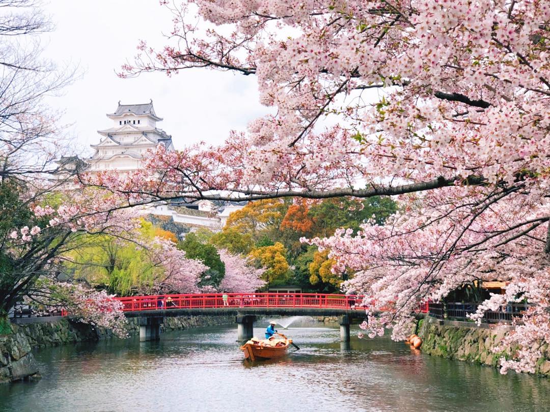 神戶櫻花預測 神戶賞櫻 神戶櫻花 姬路城 櫻花