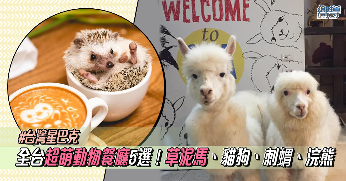 全台超萌動物餐廳5選！草泥馬、貓咪、狗狗、刺蝟、浣熊陪你用餐