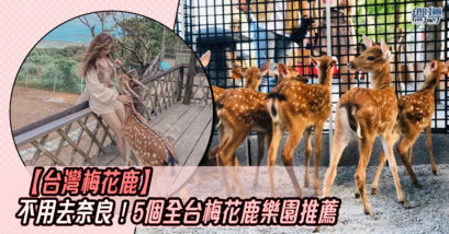 台灣梅花鹿 梅花鹿樂園 台灣梅花鹿樂園 斑比山丘 張美阿嬤農場 山腳鹿場水鹿之家 山腳鹿場 鹿羽松牧場 鹿境 鹿境梅花鹿生態園區