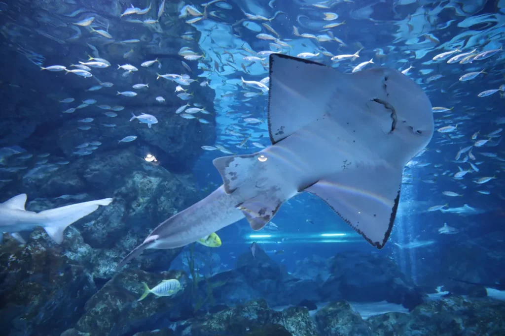 韓國最大室內水族館 - COEX水族館，擁有600多種水生生物和多達40種鯊魚