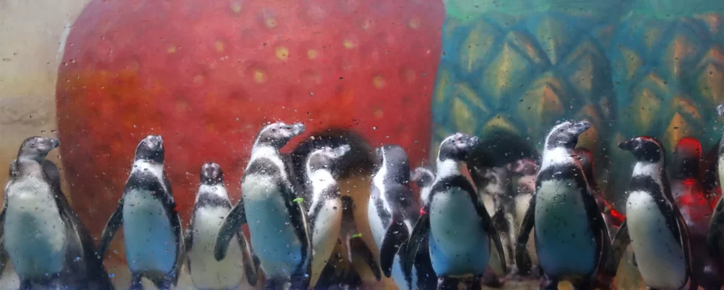 韓國最大室內水族館 - COEX水族館，除水生生物，還有水龜和企鵝