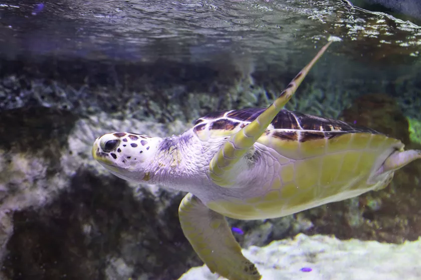 韓國最大室內水族館 - COEX水族館，除水生生物，還有水龜和企鵝