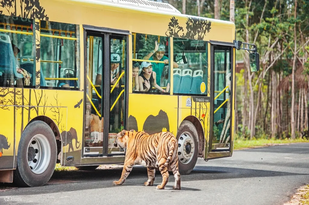 富國島珍珠野生動物園提供開放式遊園車體驗，遊客可近距離觀賞獅子、長頸鹿及斑馬等動物，並參加餵食活動，親手餵食長頸鹿和大象，感受與動物互動的樂趣。