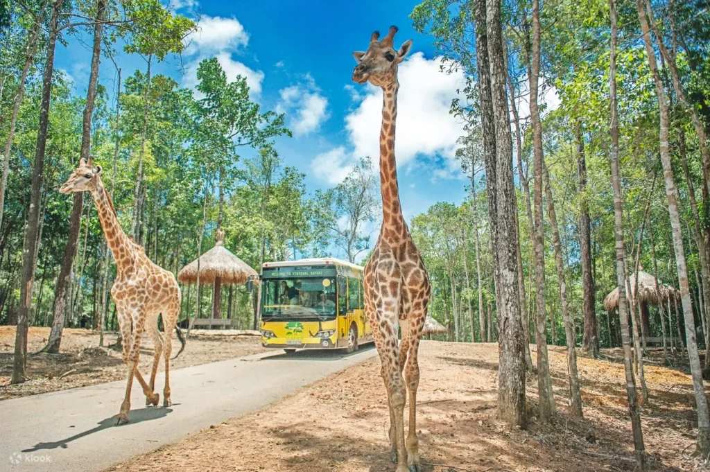 富國島珍珠野生動物園提供開放式遊園車體驗，遊客可近距離觀賞獅子、長頸鹿及斑馬等動物，並參加餵食活動，親手餵食長頸鹿和大象，感受與動物互動的樂趣。