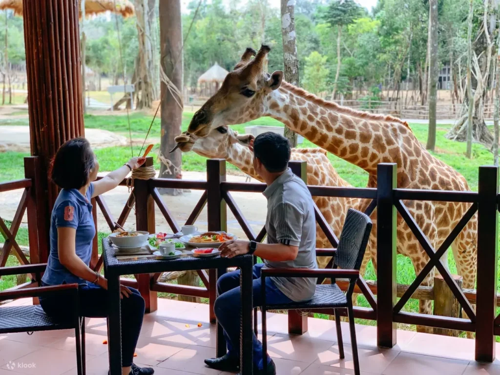 富國島珍珠野生動物園提供開放式遊園車體驗，遊客可近距離觀賞獅子、長頸鹿及斑馬等動物，並參加餵食活動，親手餵食長頸鹿和大象，感受與動物互動的樂趣。